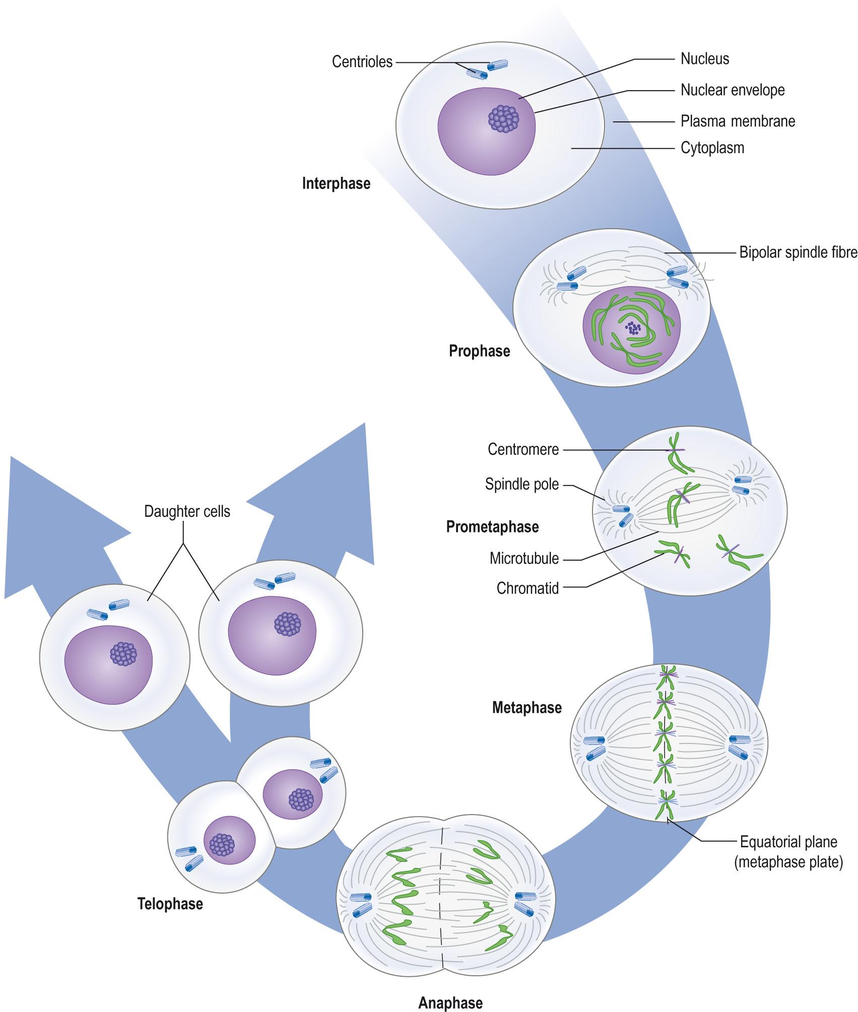 Fig. 5.4, Mitosis.