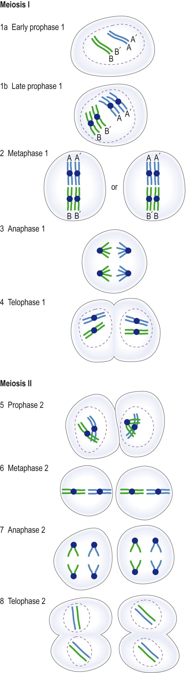 Fig. 5.6, Phases in meiosis.