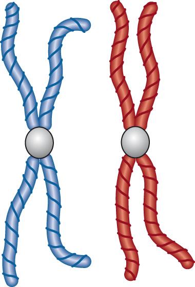 Fig. 5.7, Diploid chromosomes: