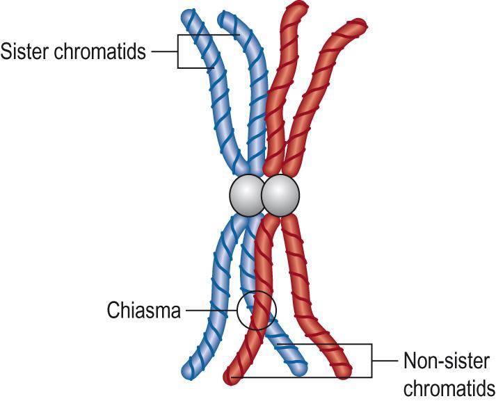 Fig. 5.8, Tetrad chromosome formation: