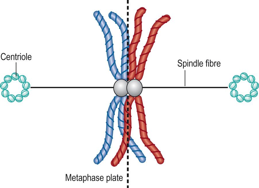 Fig. 5.9, Metaphase I: