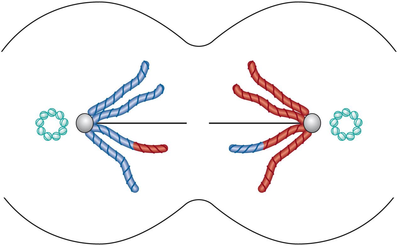 Fig. 5.10, Telophase I: