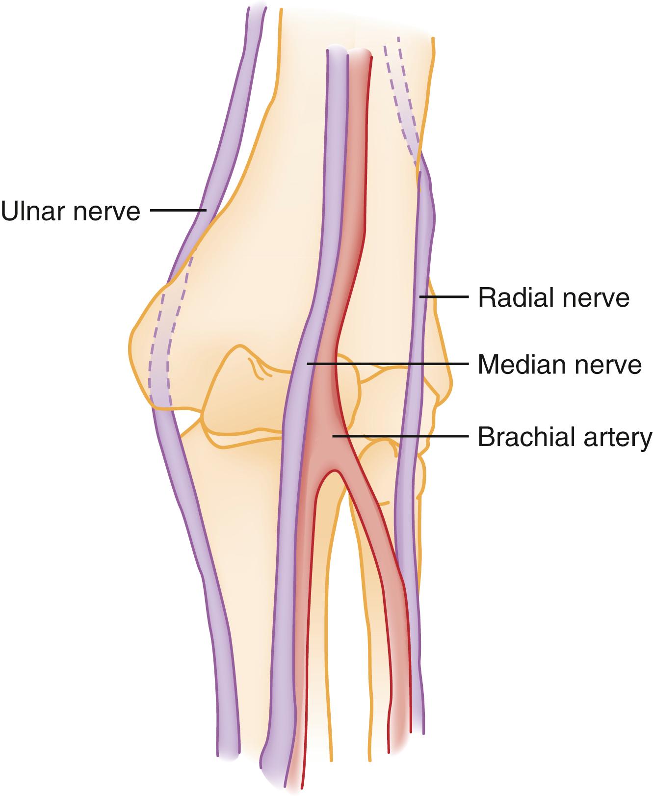 Fig. 44.3, Neurovascular Structures of Elbow Region.
