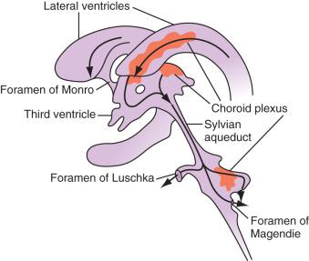 Figure 60.1, Cerebrospinal fluid flow through the ventricular system.