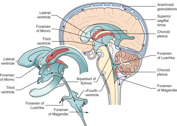 Figure 8.2, Illustration showing normal CSF pathways.