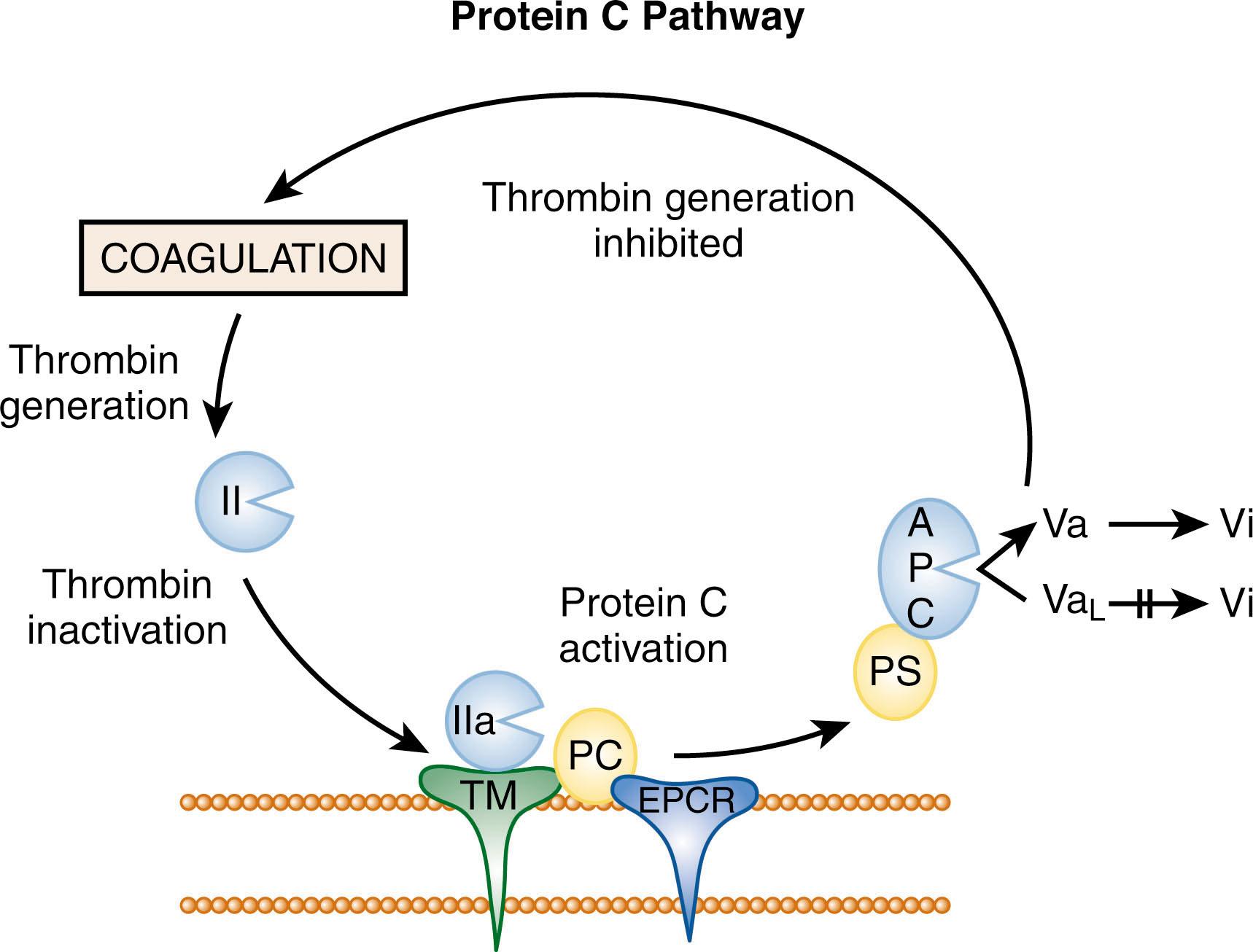 Figure 138.2, PROTEIN C PATHWAY.