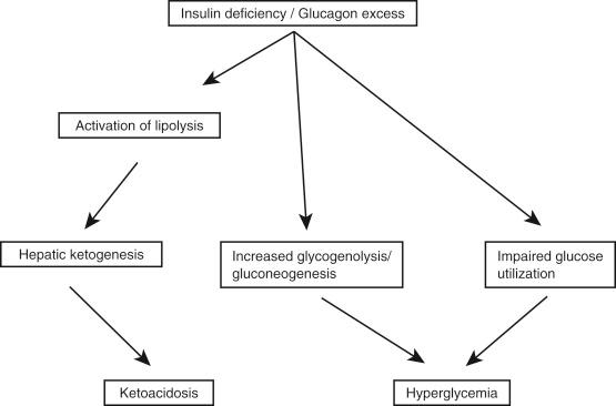 Fig. 144.1, Pathogenesis of diabetic ketoacidosis and hyperglycemia.