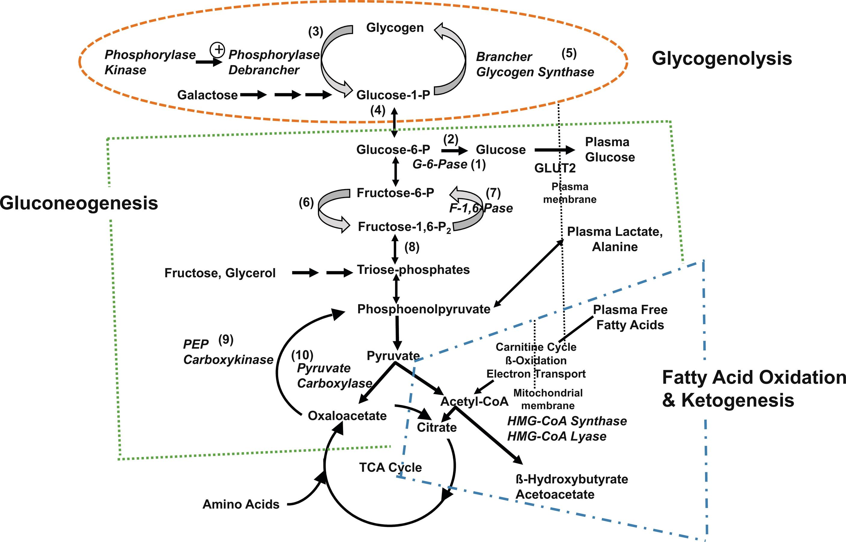 Fig. 7.1, Key metabolic pathways of intermediary metabolism. Disruption of the elements of these pathways may be pathogenetic in the development of hypoglycemia. Not shown is the hormonal control of these pathways. Indicated are (1) glucose 6-phosphatase, (2) glucokinase, (3) phosphorylase, (4) phosphoglucomutase, (5) glycogen synthetase, (6) phosphofructokinase, (7) fructose 1,6-diphosphatase, (8) fructose 1,6-diphosphate aldolase, (9) phosphoenolpyruvate carboxykinase, and (10) pyruvate carboxylase.