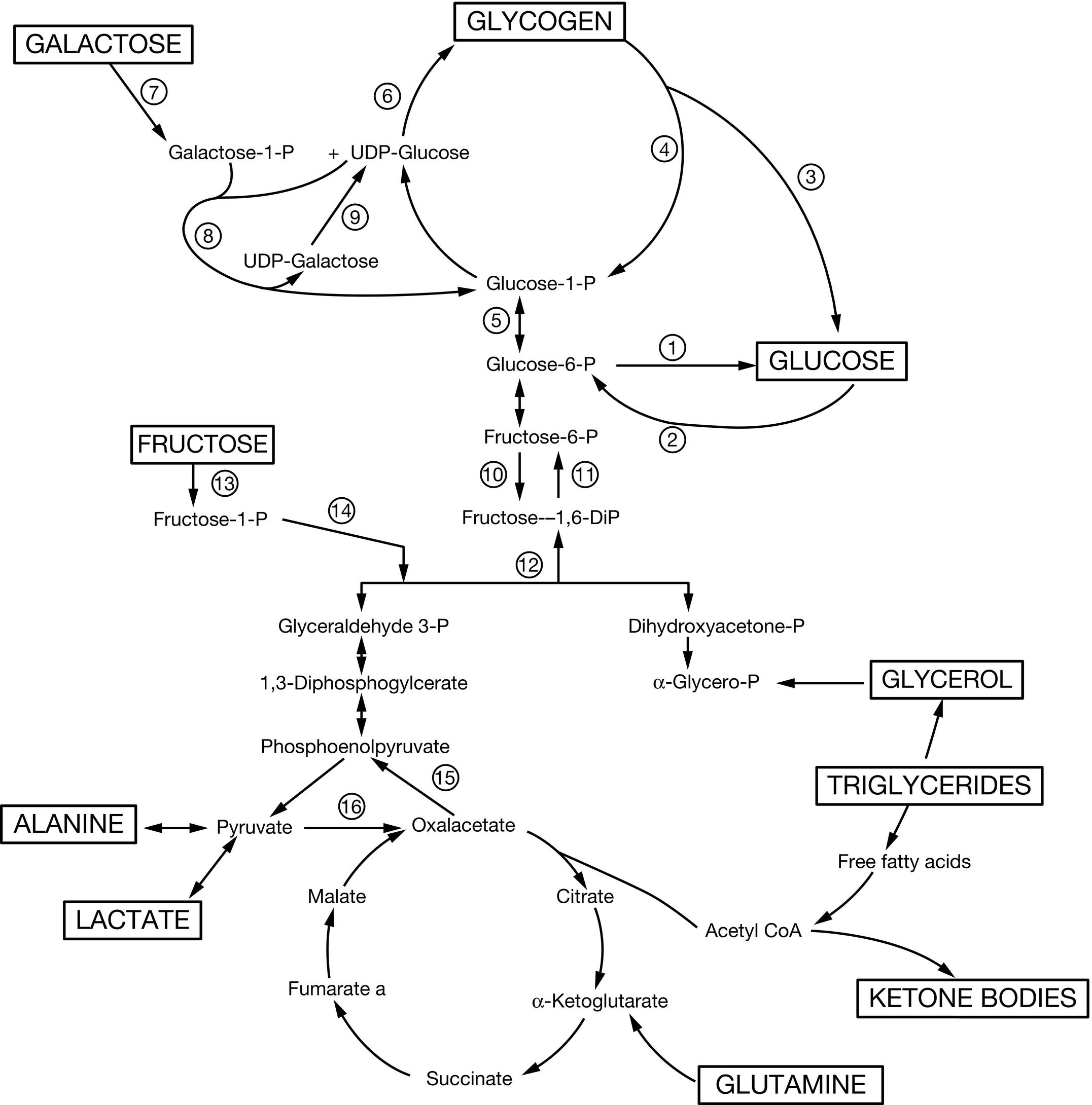Fig. 23.5, Key metabolic pathways of intermediary metabolism. Disruption of the elements of these pathways may be pathogenetic in the development of hypoglycemia. Not shown is the hormonal control of these pathways. Indicated are: (1) glucose 6-phosphatase, (2) glucokinase, (3) amylo-1,6-glucosidase, (4) phosphorylase, (5) phosphoglucomutase, (6) glycogen synthetase, (7) galactokinase, (8) galactose 1-phosphate uridyl transferase, (9) uridine diphosphogalactose-4-epimerase, (10) phosphofructokinase, (11) fructose 1,6- diphosphatase, (12) fructose 1,6-diphosphate aldolase, (13) fructokinase, (14) fructose 1-phosphate aldolase, (15) phosphoenolpyruvate carboxykinase, and (16) pyruvate carboxylase. UDP , Uridine diphosphate.