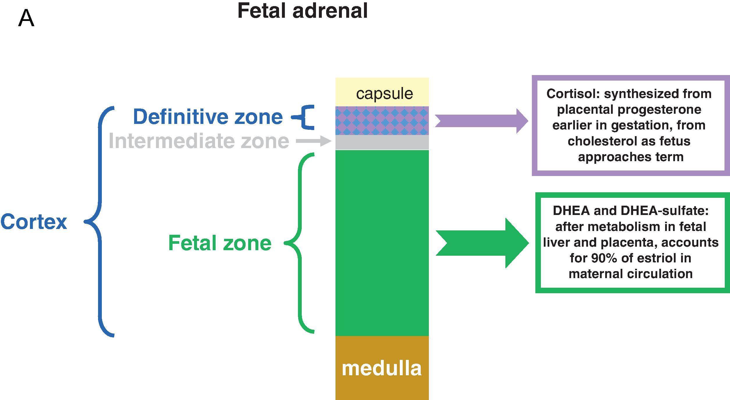 Fig. 27.1, Development of the Adrenal Cortex. (A) In later gestation, the fetal adrenal cortex consists of a large fetal zone and a small outer definitive zone, with an intermediate zone between the two. The fetal zone makes large amounts of dehydroepiandrosterone sulfate (DHEAS), and dehydroepiandrosterone (DHEA). The DHEAS and DHEA are metabolized by the fetal liver and the placenta to estriol. The definitive zone produces cortisol, initially from placental progesterone, but as 3βHSD2 expression increases as the fetus approaches term, the cortisol can be produced from cholesterol, as it will be after birth. (B) At term, the fetal adrenal glands are approximately the same size as the adult adrenal glands. After birth, the fetal zone involutes (as does the intermediate zone). The definitive zone differentiates into the outer aldosterone-producing zona glomerulosa and the cortisol-producing zona fasciculata. Throughout childhood, the adrenal cortex grows and the zona reticularis develops between the zona fasciculate and the medulla.