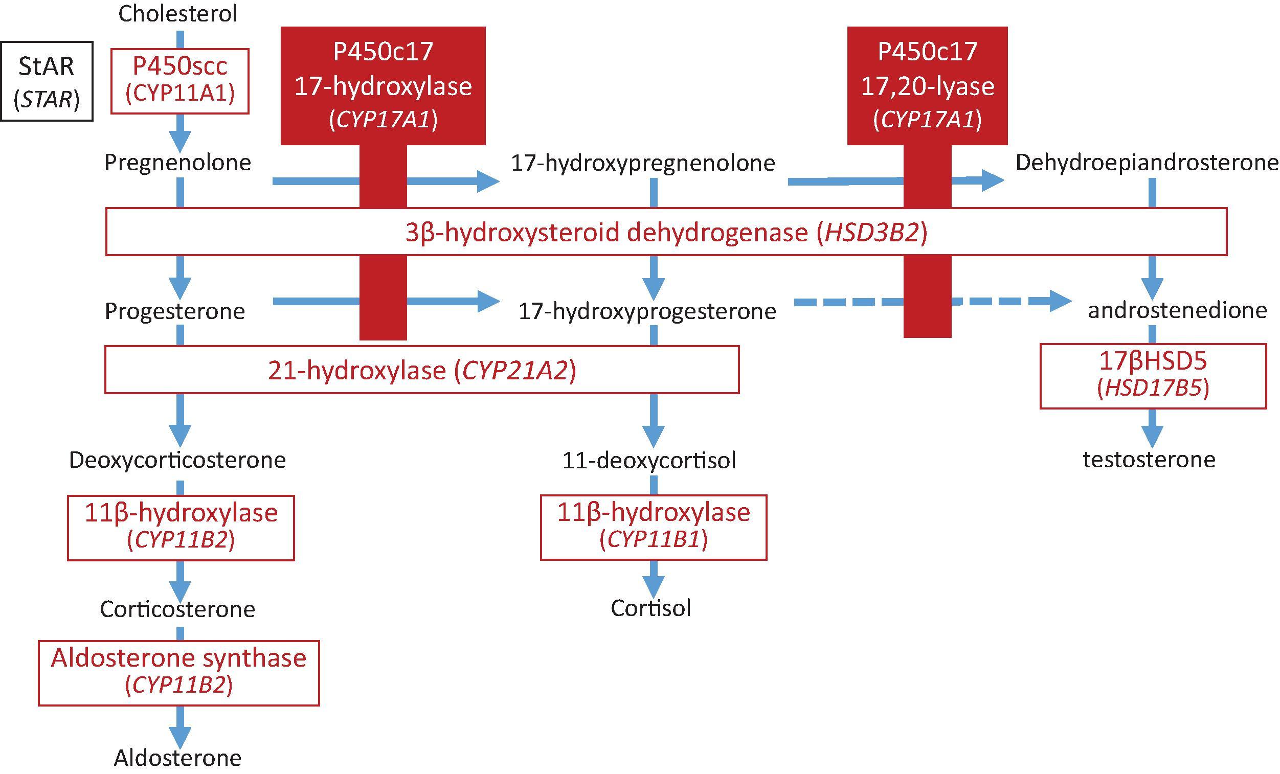 Fig. 27.2, Adrenal Steroidogenic Pathway. Biosynthetic pathway of the adrenal steroids aldosterone, cortisol, dehydroepiandrosterone (DHEA), and androstenedione. Enzyme reactions are shown in filled and open red boxes, with gene names indicated in parentheses. Synthesis of pregnenolone from cholesterol requires the steroidogenic acute regulatory protein (StAR) to transport cholesterol into the mitochondria where side chain cleavage enzyme (P450scc) catalyzes the reaction. P450c17 has both 17-hydroxylase and 17,20-lyase activity. P450c17 only very inefficiently catalyzes the synthesis of androstenedione from 17-hydroxyprogesterone; most androstenedione is produced by the action of 3β-hydroxysteroid dehydrogenase (3βHSD2) on DHEA. Until late in gestation, the fetal adrenal expresses very little 3βHSD23 so that the major steroid product is DHEA. Cortisol can be synthesized in the fetal adrenals before the expression of 3βHSD2 by utilizing placental progesterone as the initial substrate. Aldosterone synthase (the product of the CYP11B2 gene) has 11β-hydroxylase activity to convert deoxycorticosterone to corticosterone and 18-hydroxylase and 18-methyl oxidase activities to convert corticosterone to aldosterone. Although the adrenal glands do not produce large amounts of testosterone, there is 17β-hydroxysteroid dehydrogenase expression (17βHSD5) to allow for some synthesis of testosterone. In males, the vast majority of testosterone synthesis occurs in the testis through the action of 17βHSD3.