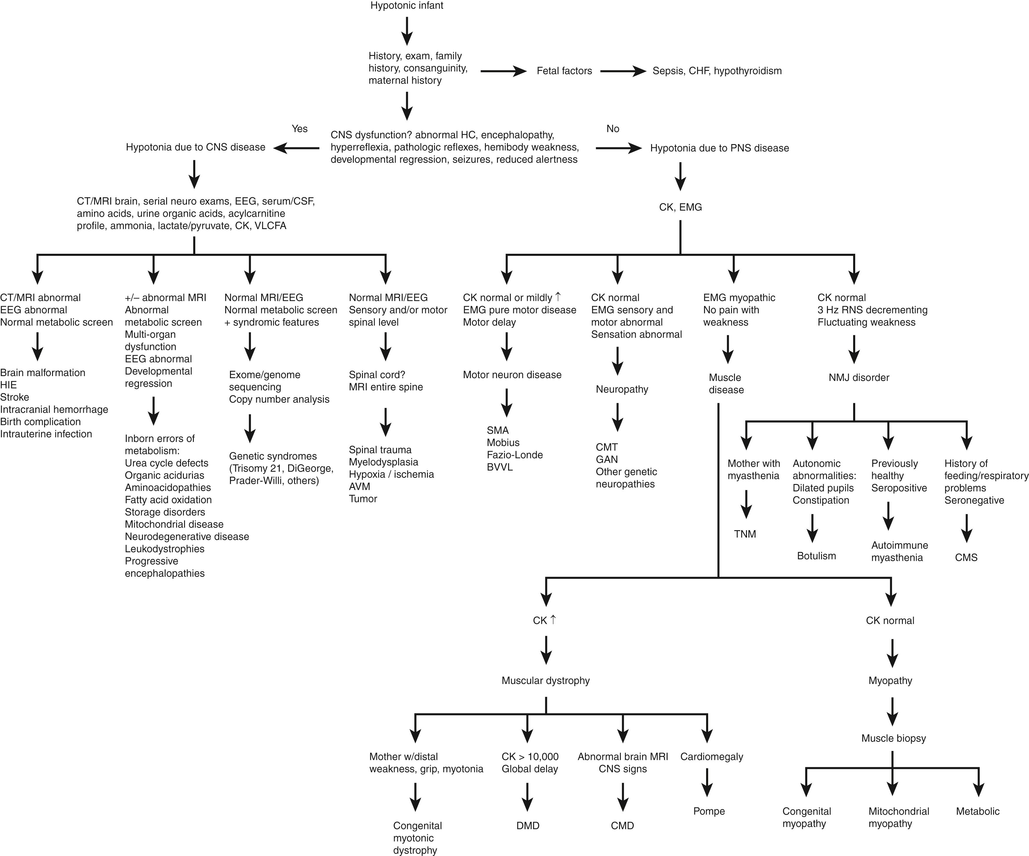 Fig. 35.1, Diagnostic approach to the hypotonic infant. AVM, arteriovenous malformation; BVVL, Brown–Vialetto–Van Laere syndrome; CHF, congestive heart failure; CK, creatine kinase; CMD, congenital muscular dystrophy; CMS, congenital myasthenic syndrome; CMT, Charcot-Marie-Tooth disease; CNS, central nervous system; CSF, cerebrospinal fluid; DMD, Duchenne muscular dystrophy; EMG, electromyography with nerve conduction; GAN, giant axonal neuropathy; HC, head circumference; HIE, hypoxic-ischemic encephalopathy; NMJ, neuromuscular junction; PNS, peripheral nervous system; RNS, repetitive nerve stimulation; SMA, spinal muscular atrophy; TNM, transient neonatal myasthenia; VLCFA, very long-chain fatty acids.