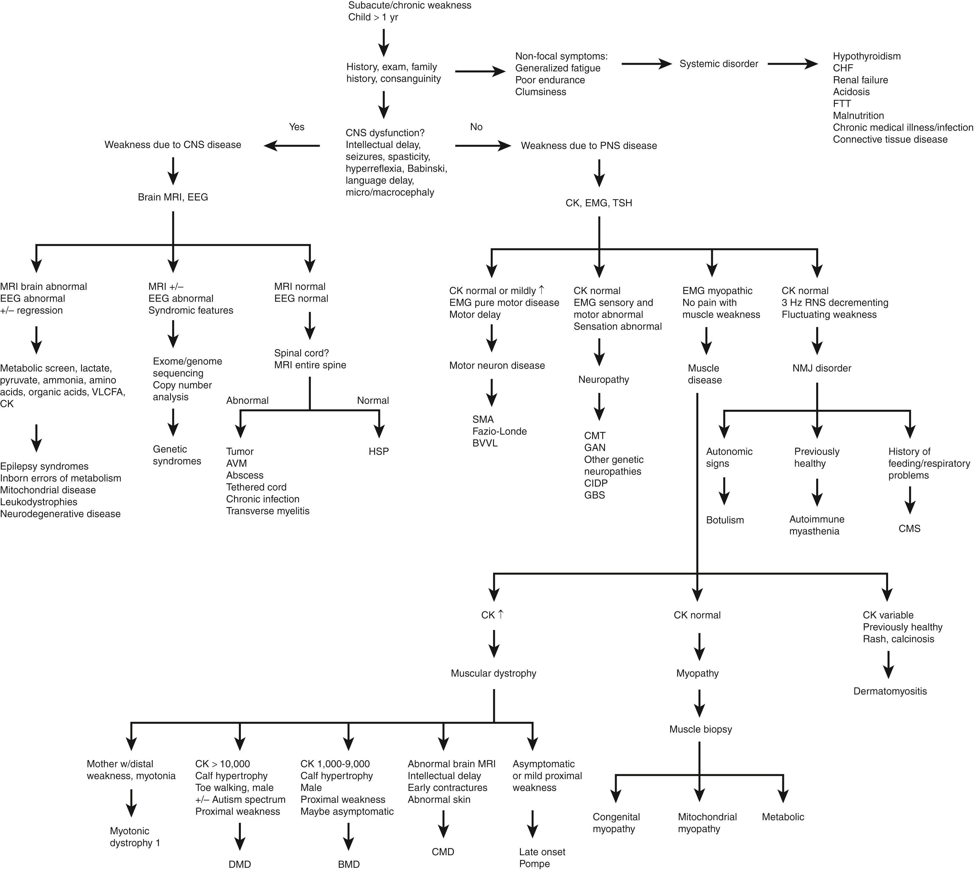 Fig. 35.8, Diagnostic approach to the child with weakness. AVM, arteriovenous malformation; BMD, Becker muscular dystrophy; BVVL, Brown–Vialetto–Van Laere syndrome; CHF, congestive heart failure; CIDP, chronic inflammatory demyelinating polyneuropathy; CK, creatine kinase; CMD, congenital muscular dystrophy; CMS, congenital myasthenic syndrome; CMT, Charcot-Marie-Tooth disease; CNS, central nervous system; DMD, Duchenne muscular dystrophy; EMG, electromyography with nerve conduction; FTT, failure to thrive; GAN, giant axonal neuropathy; GBS, Guillain-Barré syndrome; HSP, hereditary spastic paraplegia; NMJ, neuromuscular junction; PNS, peripheral nervous system; RNS, repetitive nerve stimulation; SMA, spinal muscular atrophy; TSH, thyroid-stimulating hormone; VLCFA, very long-chain fatty acids.