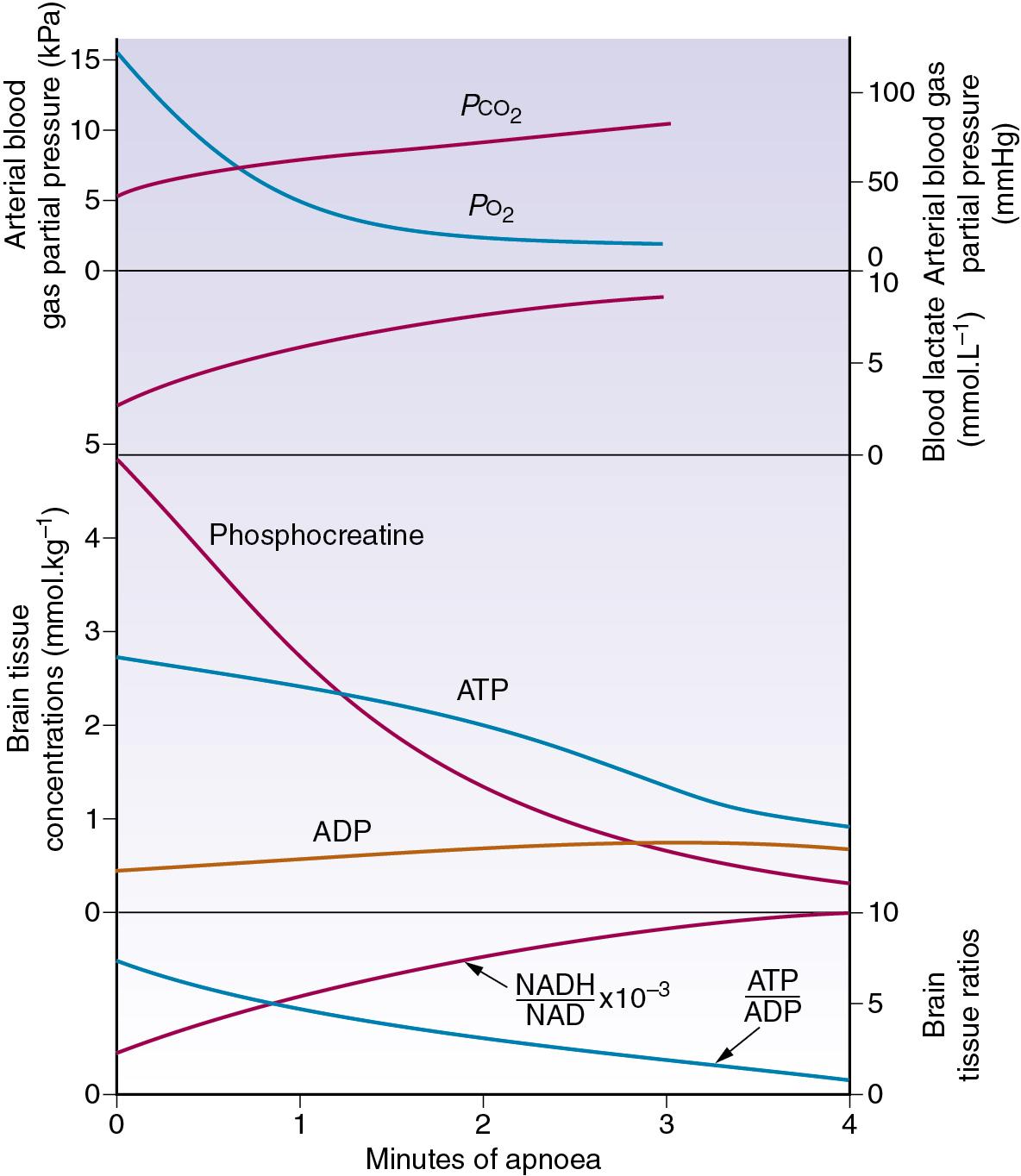 • Fig. 23.1, Biochemical changes during 4 minutes of respiratory arrest in rats previously breathing 30% oxygen. Recovery of all values, except blood lactate, was complete within 5 minutes of restarting pulmonary ventilation.