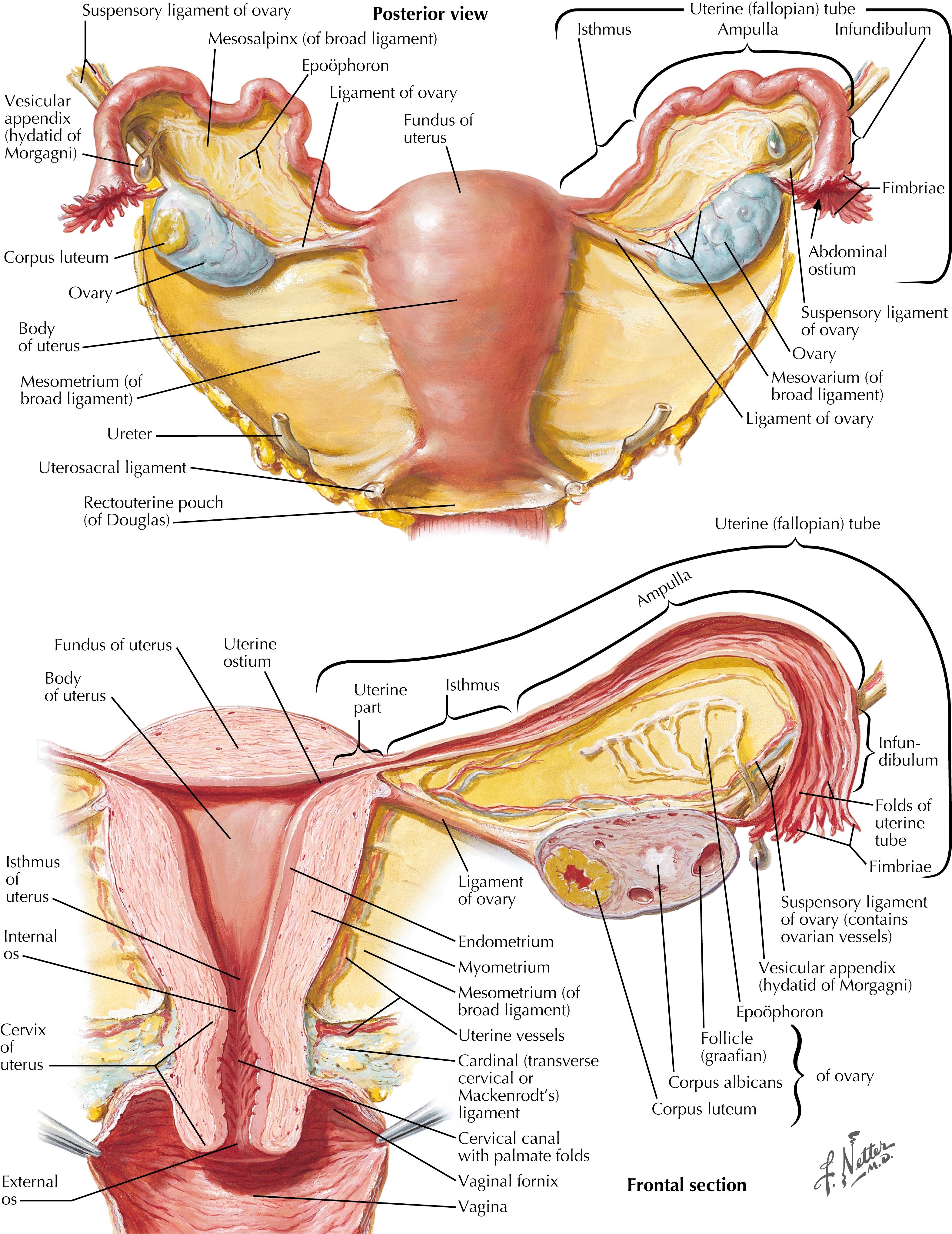 FIGURE 62.2, Uterus, ovaries, and fallopian tubes.