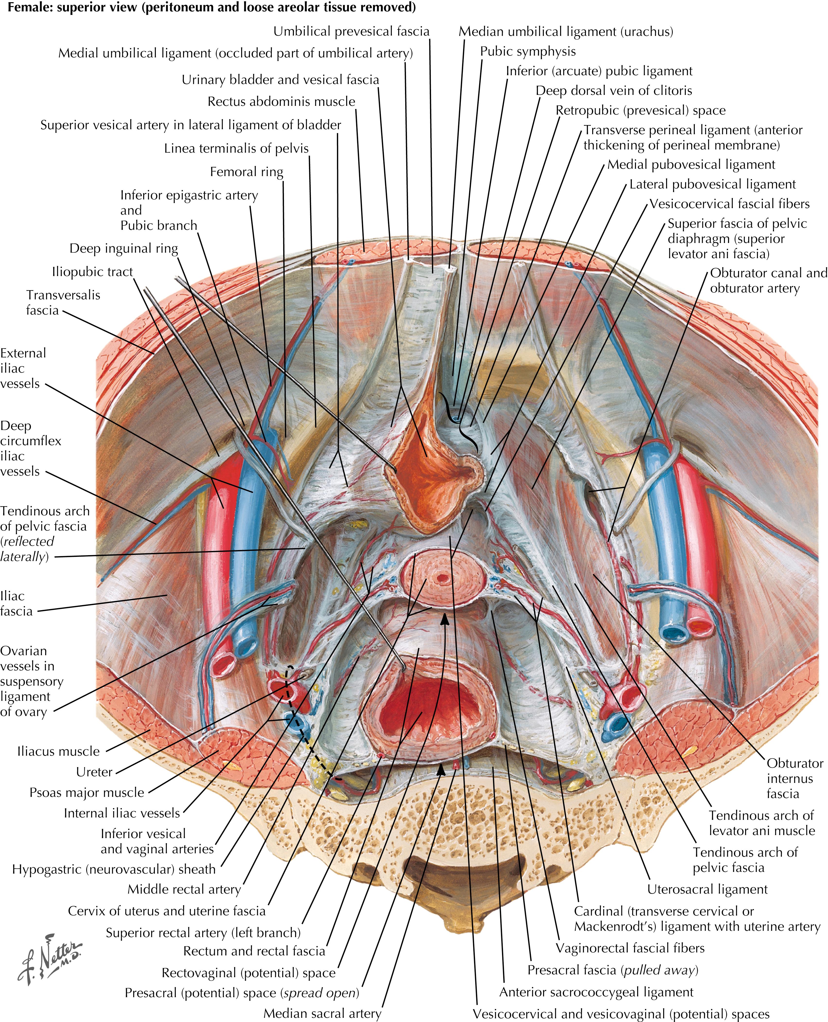 FIGURE 62.3, Pelvic cross section with peritoneum removed.