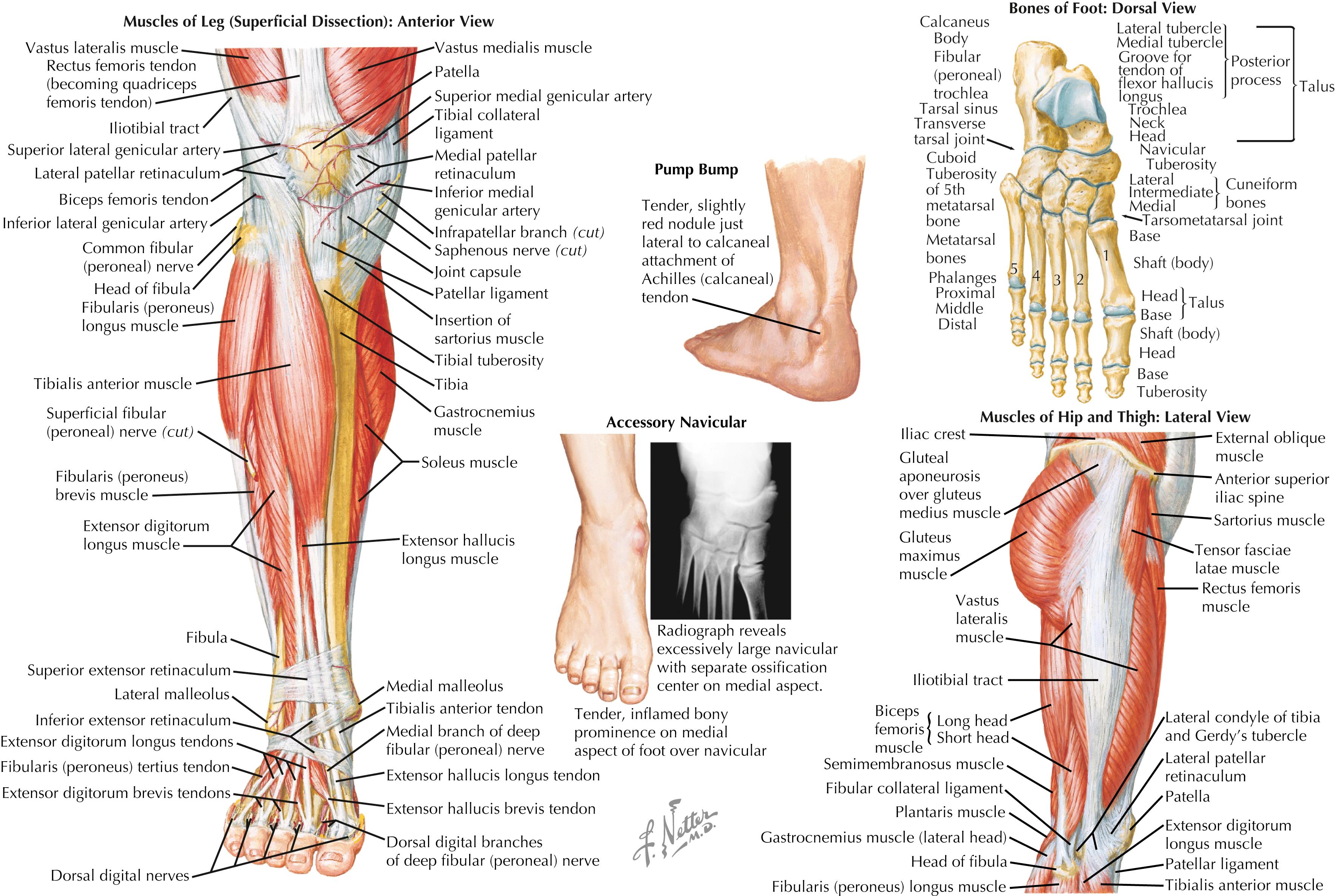 Figure 81.1, Figure skating injuries.