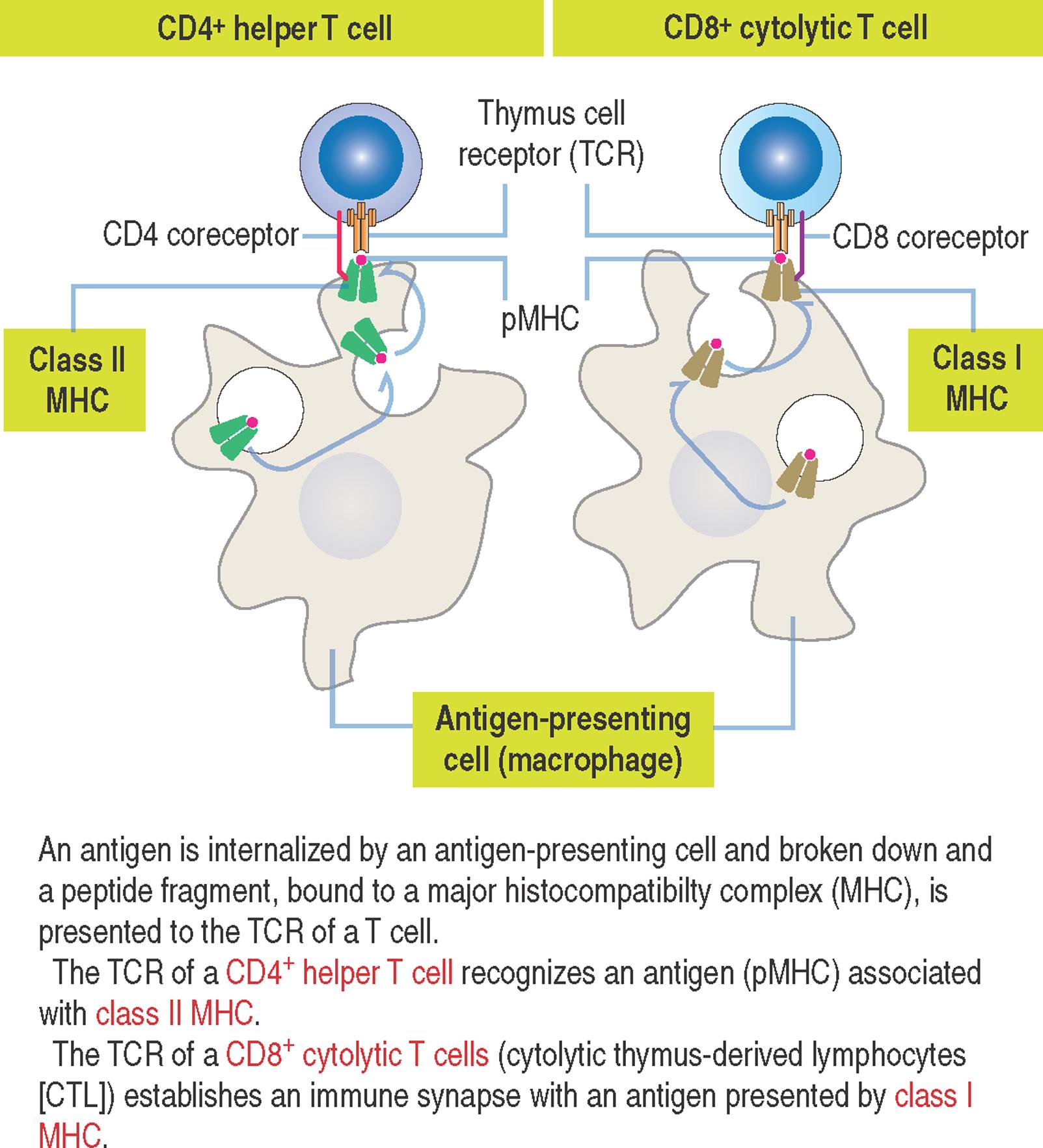 10-5, General features of helper and cytolytic T cells