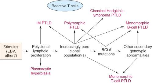 Figure 55-1, Model of post-transplant lymphoproliferative disorder (PTLD) development and correlation with clinicopathologic categories.