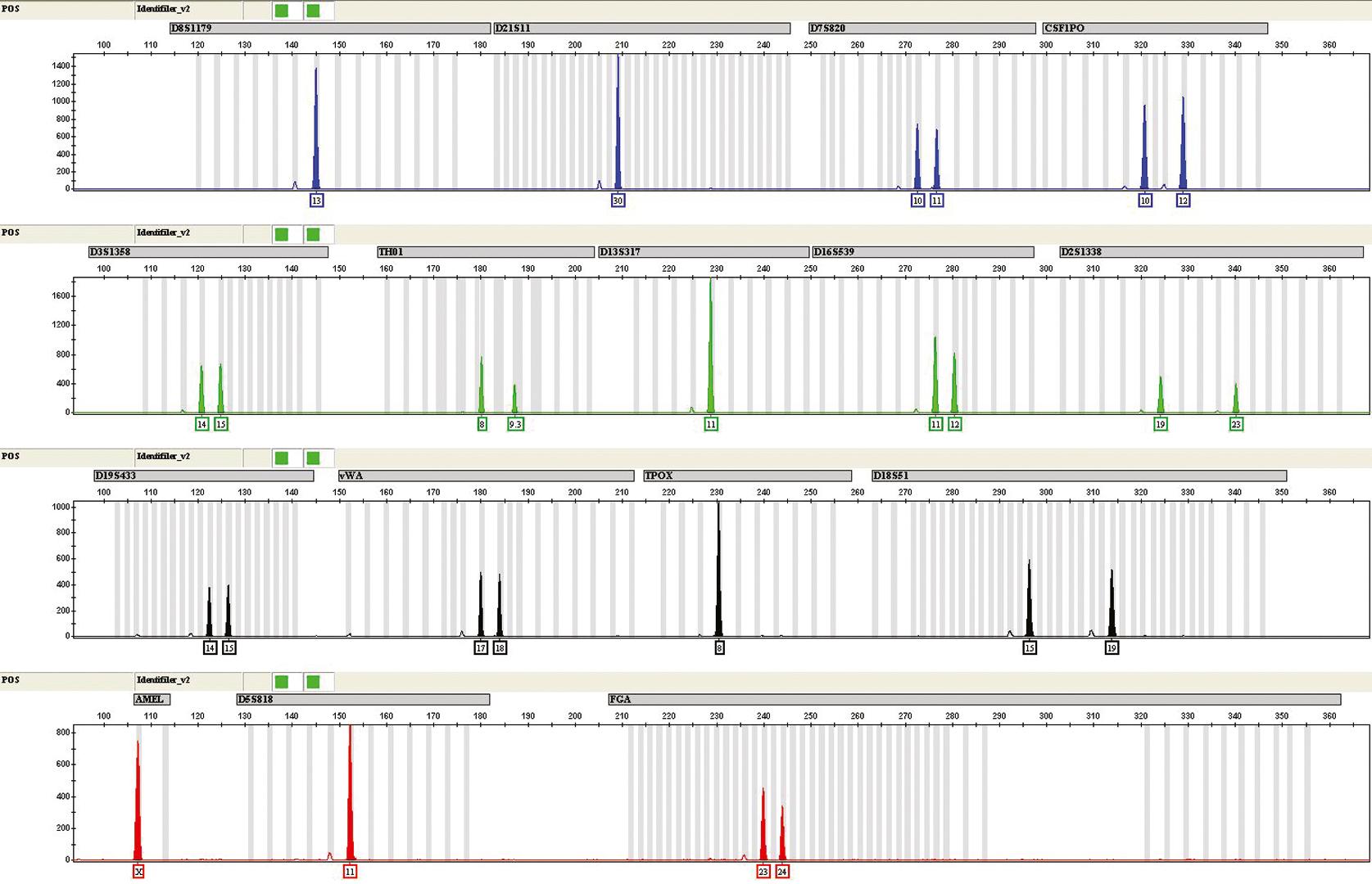 Fig. 74.1, The results of the kit-included positive control 9947A amplified with the AmpFLSTR Identifiler PCR Amplification Kit and electrophoresed on the ABI P rism 3130 xl Genetic Analyzer (Applied Biosystems) and typed with GeneMapper ID Software v.3.1.2 (Applied Biosystems). The results for the 15 autosomal STR loci and amelogenin, a sexing marker, are visualized. This image displays the phenotype of the positive control amplified in this multiplex. The locus name is shown in the gray bar above the peaks; the allele call(s) for each locus is just below the highlighted peak. The reader may wish to enlarge this figure so that gene identification is clear. The amelogenin peak is labeled “AMEL” on far left of bottom-most scan (first peak on left). (Applied Biosystems, Foster City, CA.)