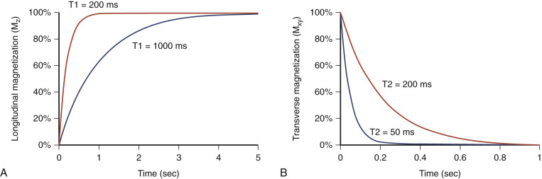 FIG 3-2, A, A plot showing the T1 relaxation of two tissues with different T1 values after a 90-degree RF pulse. Immediately after the pulse the longitudinal magnetization (Mz) is zero because all of the magnetization points along the x-y plane. Over time the magnetization slowly returns to equilibrium. The curve shown in black describes the relaxation of a tissue with a long T1 value (1000 ms); note that it takes a long time for the magnetization to return back to the equilibrium value. The red curve describes the relaxation of a tissue with a short T1 value (200 ms); this curve shows that the longitudinal magnetization is restored more quickly. B, A plot showing the T2 decay for two tissues with different T2 values. Immediately after a 90-degree RF pulse, all of the magnetization is found in the x-y plane. As the spins precess, they start to dephase, leading to a decrease in the net magnetization, or T2 decay. The red curve shows the signal time course for a tissue with a long T2 value (200 ms), and the black curve shows a tissue with a short T2 value. The signal coming from the tissue with the shorter T2 decays faster, and this effect is used to generate T2 contrast in MRIs.