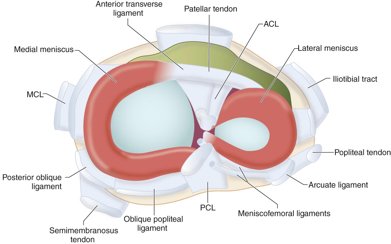 FIG 7.1, Normal Anatomy of the Knee