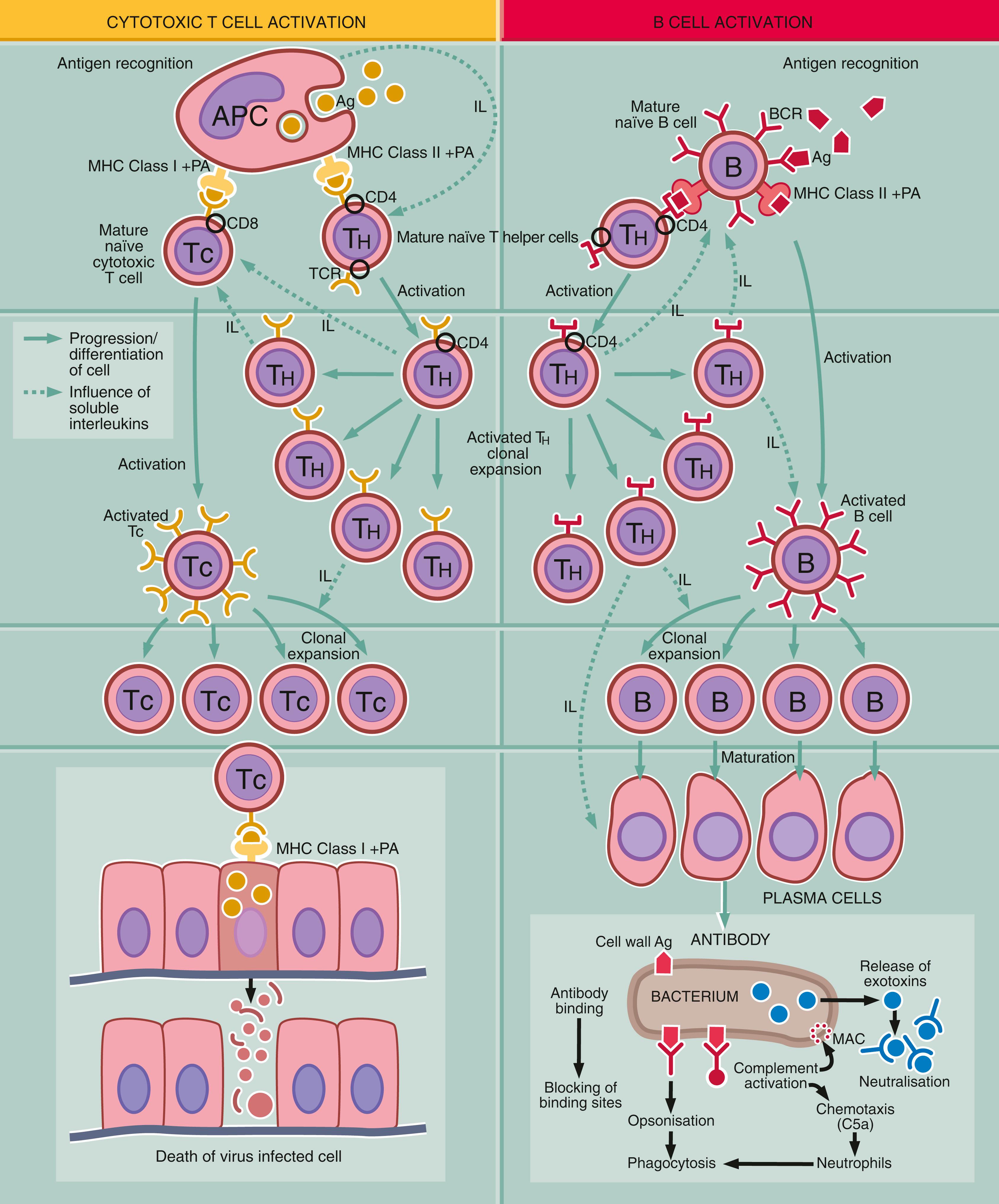 Fig. 11.2, The basics of the immune response (caption opposite)