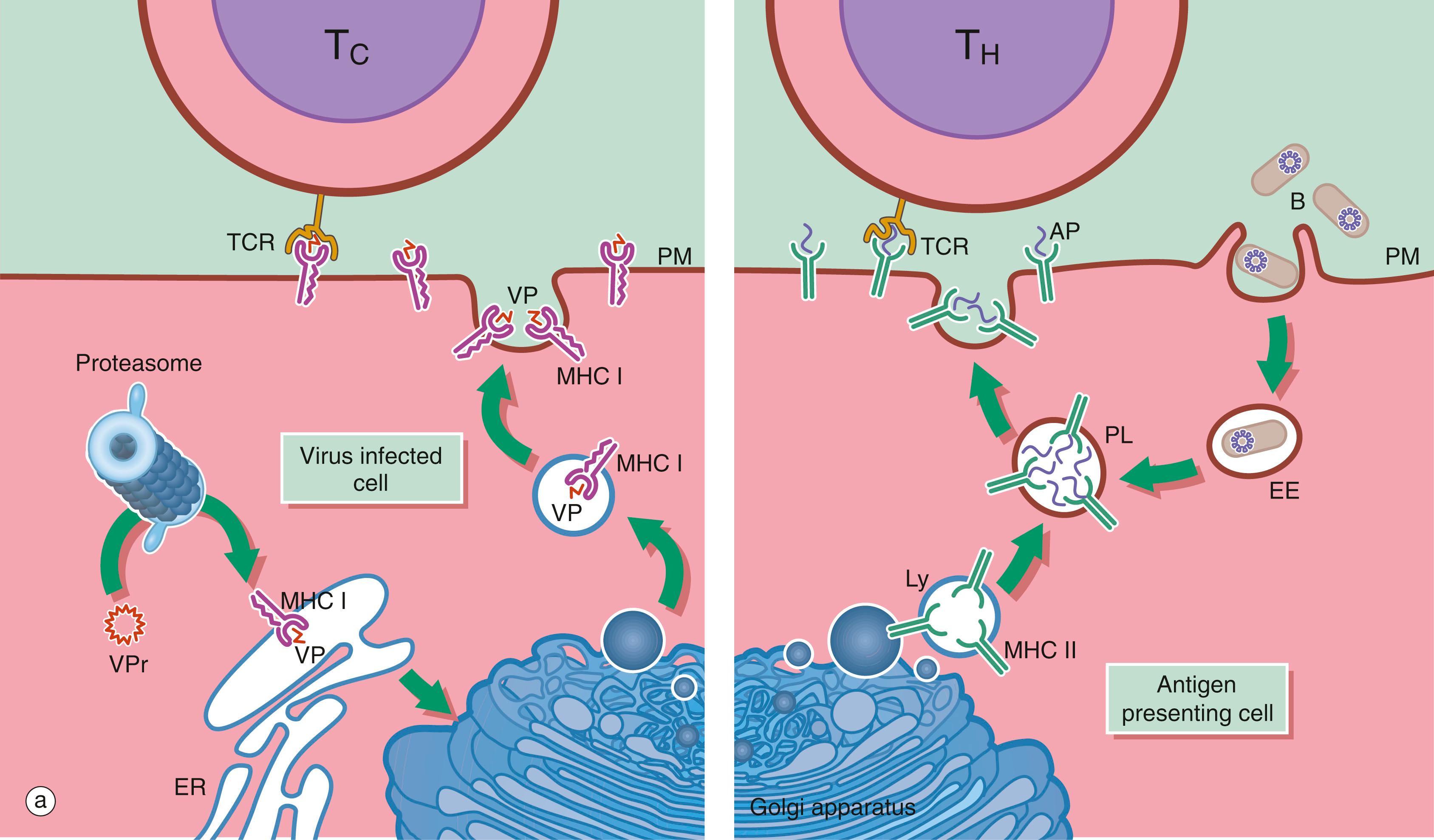 Fig. 11.3, Lymphocytes and antigen presenting cells (illustration (b) opposite)