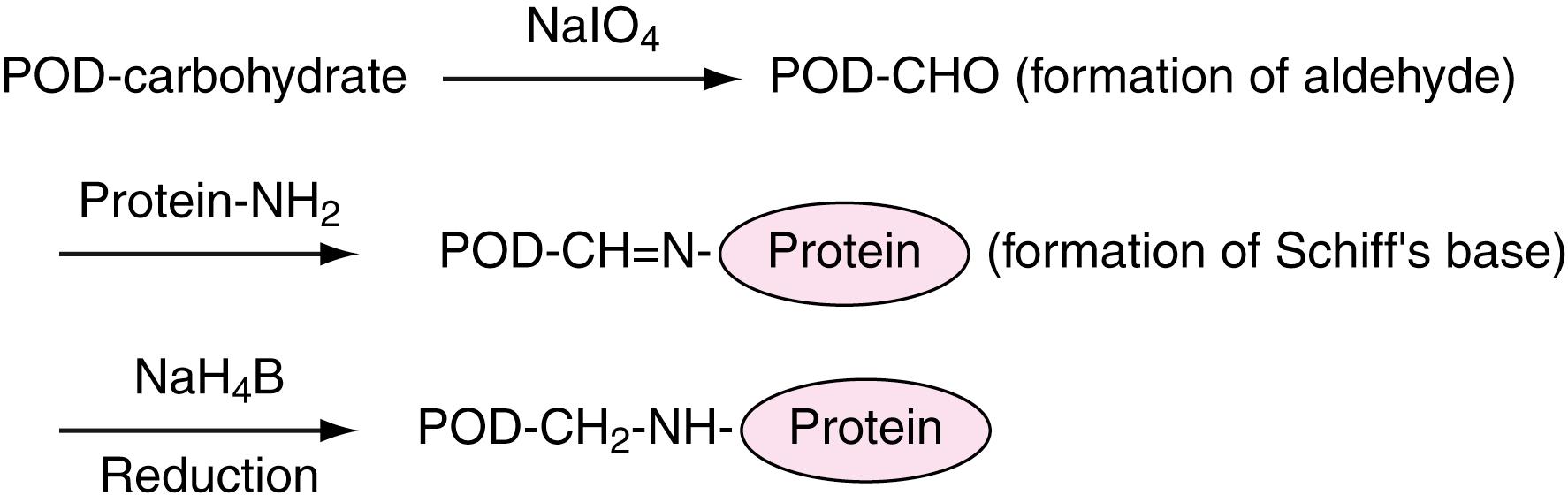 Figure 45.1, Coupling scheme for conjugation of protein with horseradish peroxidase (POD) based on the Nakane method.