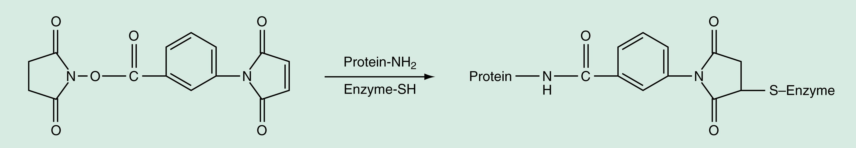 Figure 45.2, Preparation of enzyme–protein conjugate using hetero-bifunctional coupling reagent.