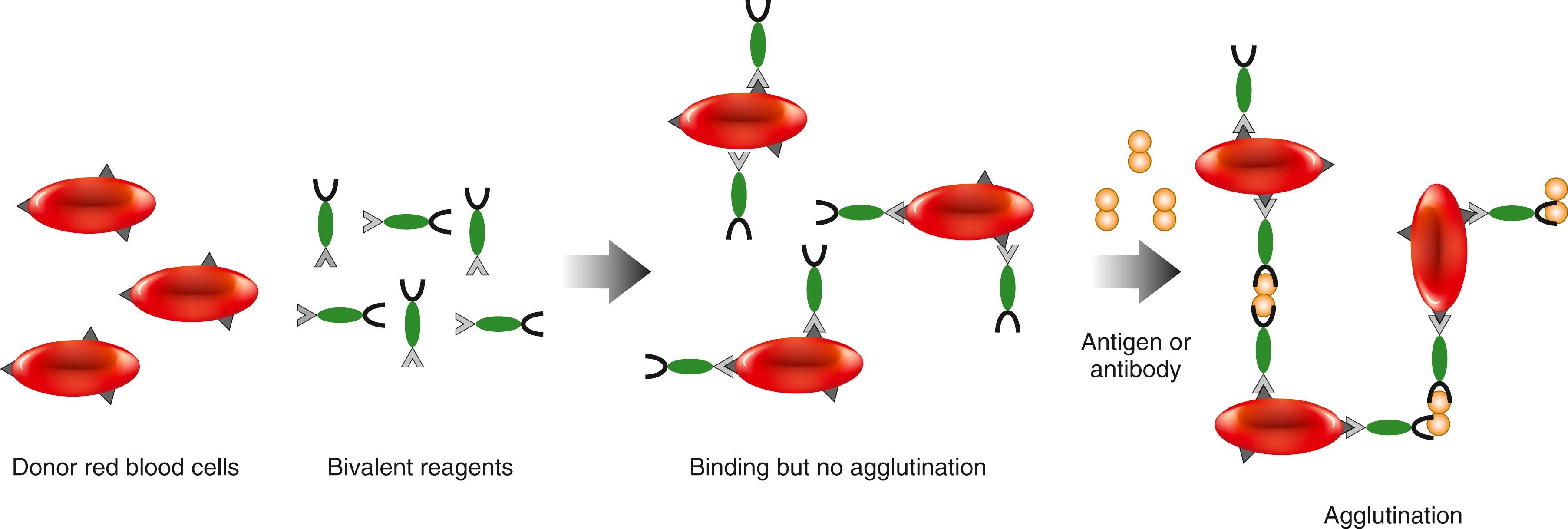 Figure 45.7, Schematic presentation of an assay based on autologous erythrocyte agglutination, using erythrocytes in the specimen as particles.