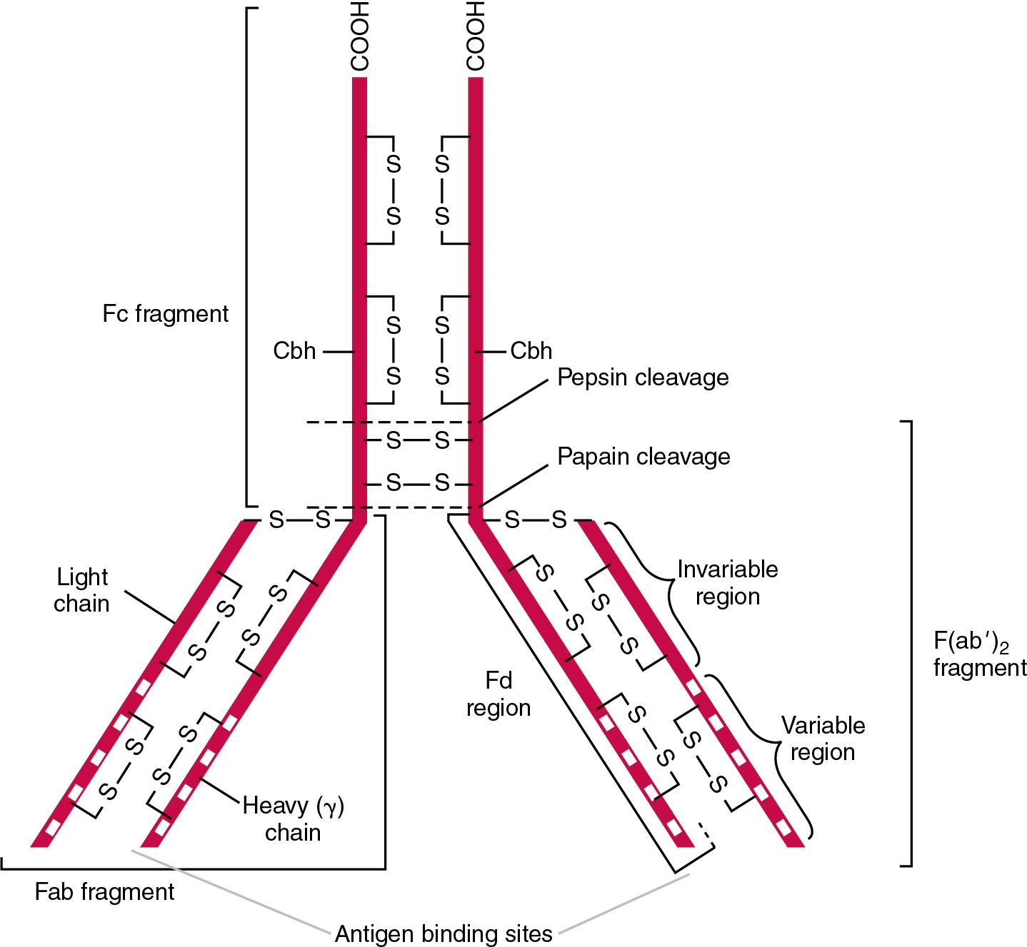 FIGURE 26.1, Schematic diagram of immunoglobulin (Ig)G antibody molecule showing carbohydrate (Cbh), disulfide bonds (—S—S—), and major fragments produced by proteolytic enzyme treatment (F[ab′] 2 , Fc, Fab, Fd).