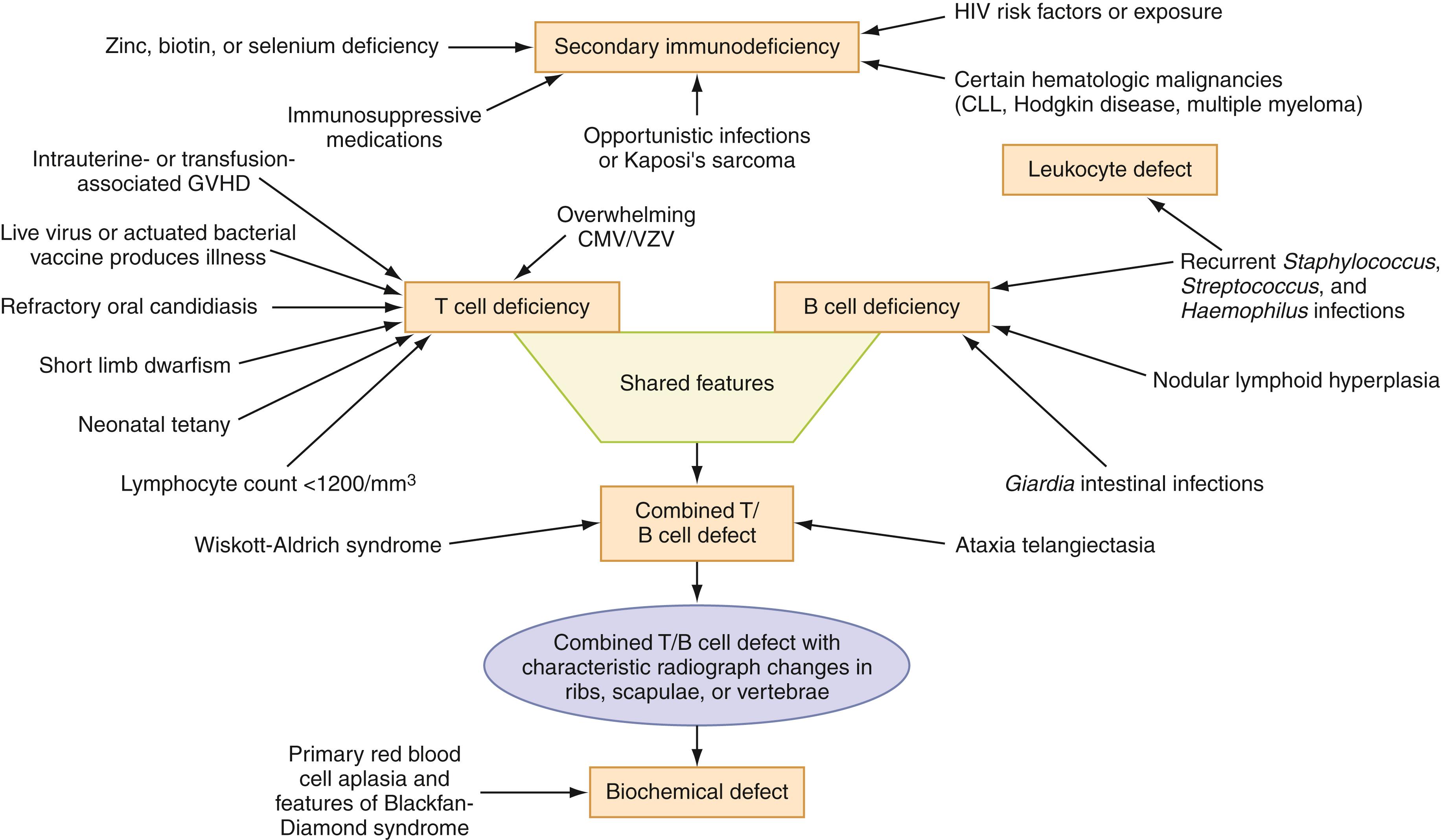 Figure 52.3, Patterns of immunodeficiency disorders. CLL, Chronic lymphoid leukemia; CMV, cytomegalovirus; GVHD, graft-versus-host disease; HIV, human immunodeficiency virus; VZV, varicella zoster virus.