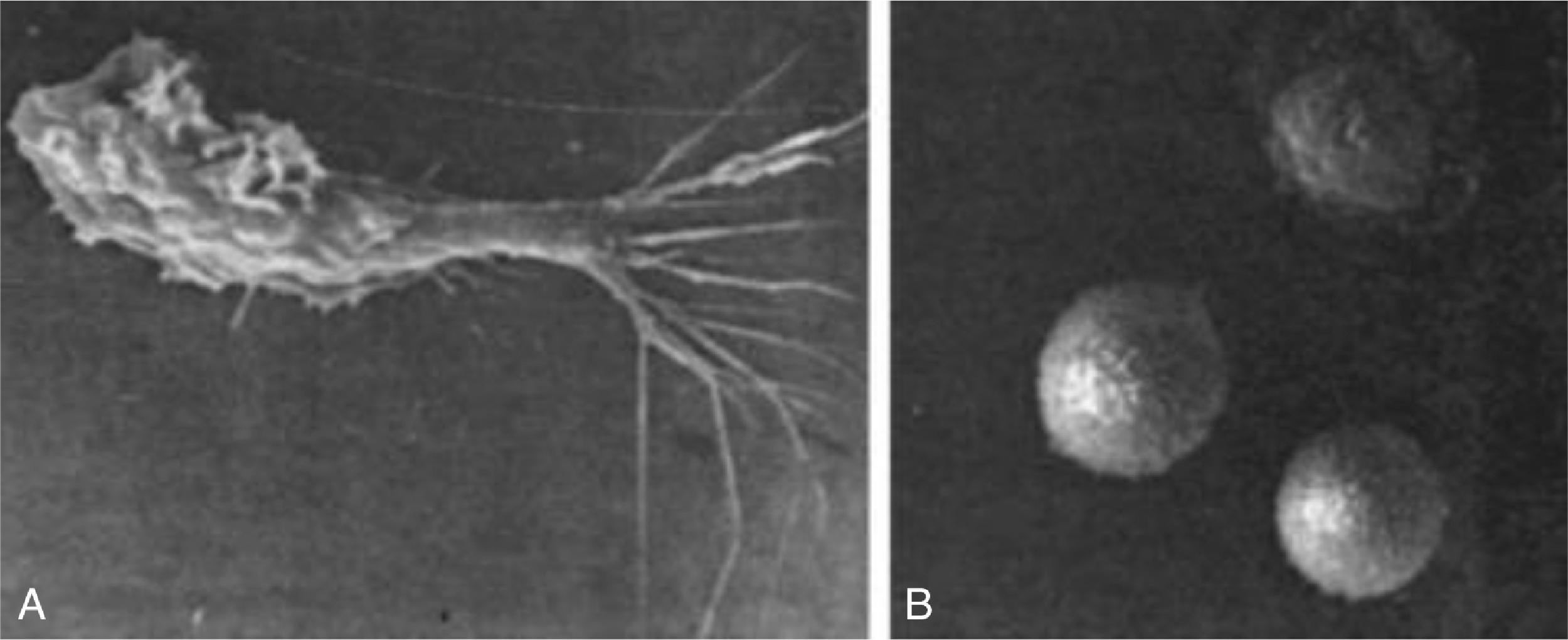 Fig. 57.1, Scanning Electron Micrographs .