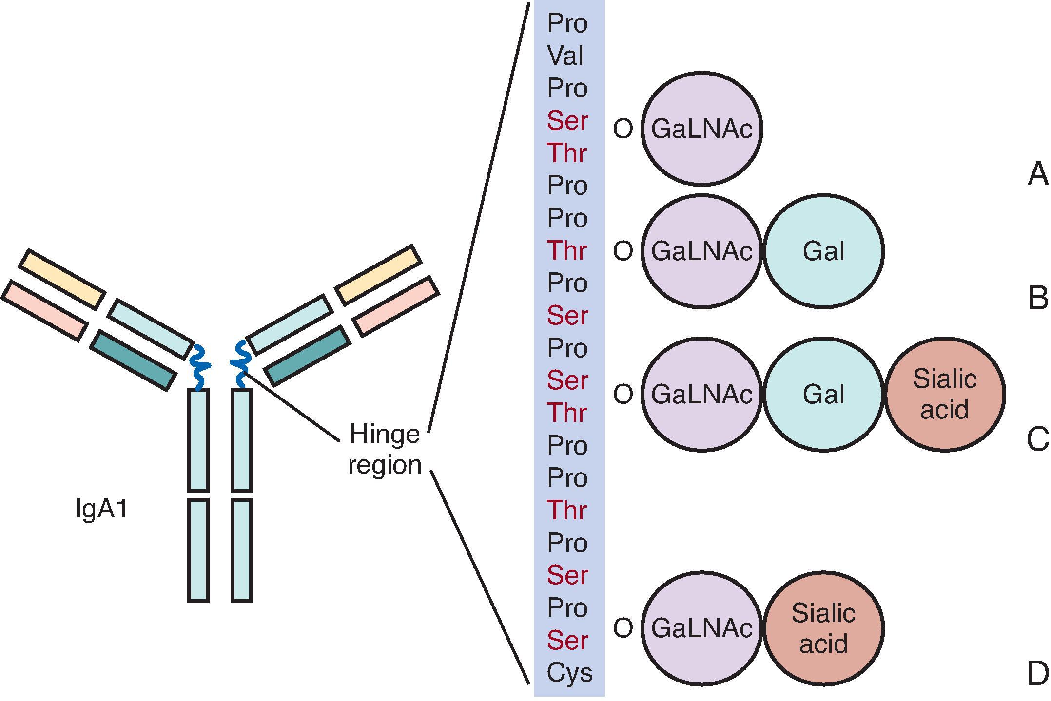 Fig. 21.4, O -glycosylation of IgA1 hinge region. IgA1 contains a 17-amino-acid hinge region that undergoes co/posttranslational modification by the addition of ≤6 O -glycan chains. (A) These chains comprise N-acetylgalactosamine (GaLNAc) in O -linkage with either serine or threonine residues. (B) Galactose can be β1,3-linked to GaLNAc by the enzyme Core 1 β-3 galactosyltransferase (C1GaLT1) and its molecular chaperone Core 1 β-3 galactosyltransferase molecular chaperone (Cosmc), which ensures its correct folding and stability. (C) Galactose may also be sialylated. (D) In addition, sialic acid (N-acetylneuraminic acid, NeuNAc) may be attached directly to GaLNAc by α-2,6 linkage to prevent further addition of galactose. Cys, Cysteine; Pro, proline; Ser, serine; Thr, threonine; Val, valine.