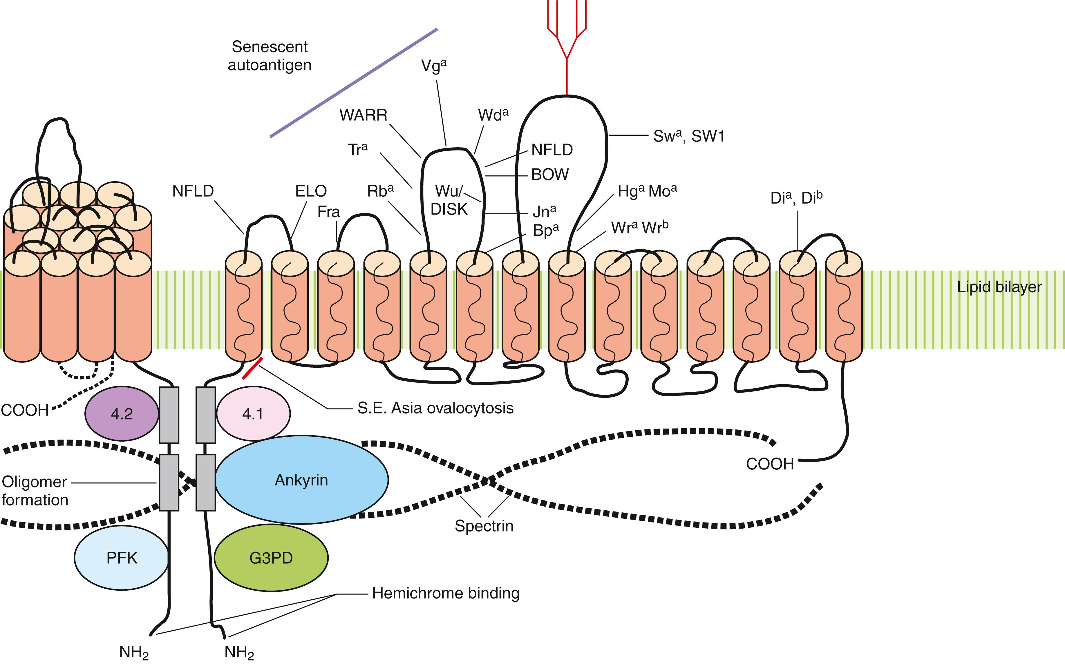 Figure 36.12, Structure of anion exchange protein AE1 (Band 3). AE1 is a multipass glycoprotein with 14 transmembrane domains, indicated by solid amber cylinders . The Diego blood group antigens reside along the extracellular loops and are indicated by solid lines . The AE1 senescent autoantigen is on the third extracellular loop between Rb a and Vg a antigens. The massive N -glycan is shown by a branched structure on the fourth extracellular loop. The large cytoplasmic domain has binding sites for cytoskeletal proteins 4.2, 4.1, and ankyrin, as well as the glycolytic enzymes phosphofructokinase (PFK) and glutaraldehyde-3-phosphate dehydrogenase (G3PD). In the red cell membrane, AE1 exists as oligomers (dimers, tetramers) linked by interchain disulfide bonds along the amino-terminal cytoplasmic domain (solid rectangles). An 8 amino acid deletion at the boundary of the amino-terminal cytoplasmic domain and the first transmembrane domain is responsible for Southeast Asia ovalocytosis (SAO).