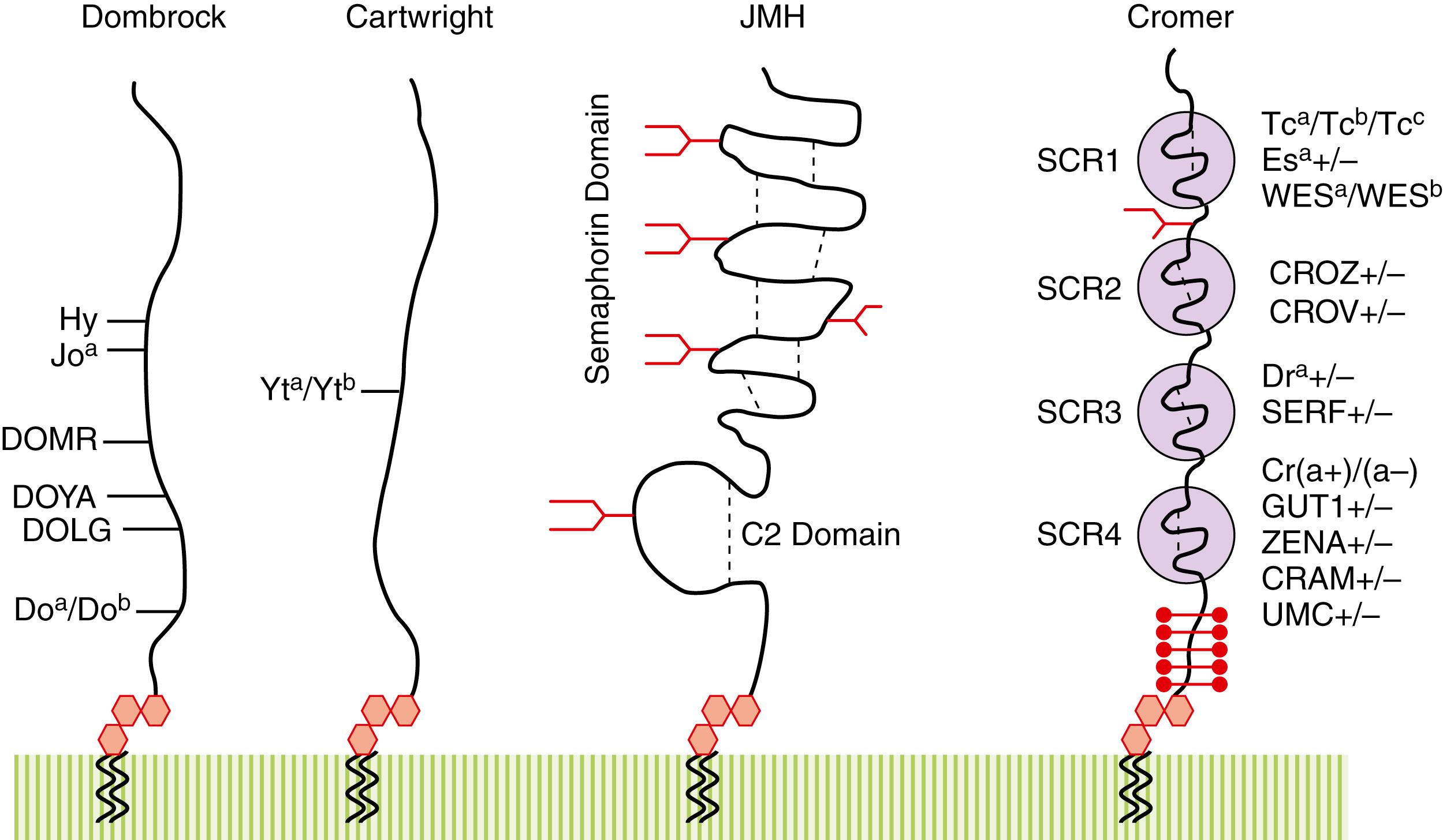 Figure 36.13, Blood group antigens on glycophosphoinositol-linked glycoproteins.