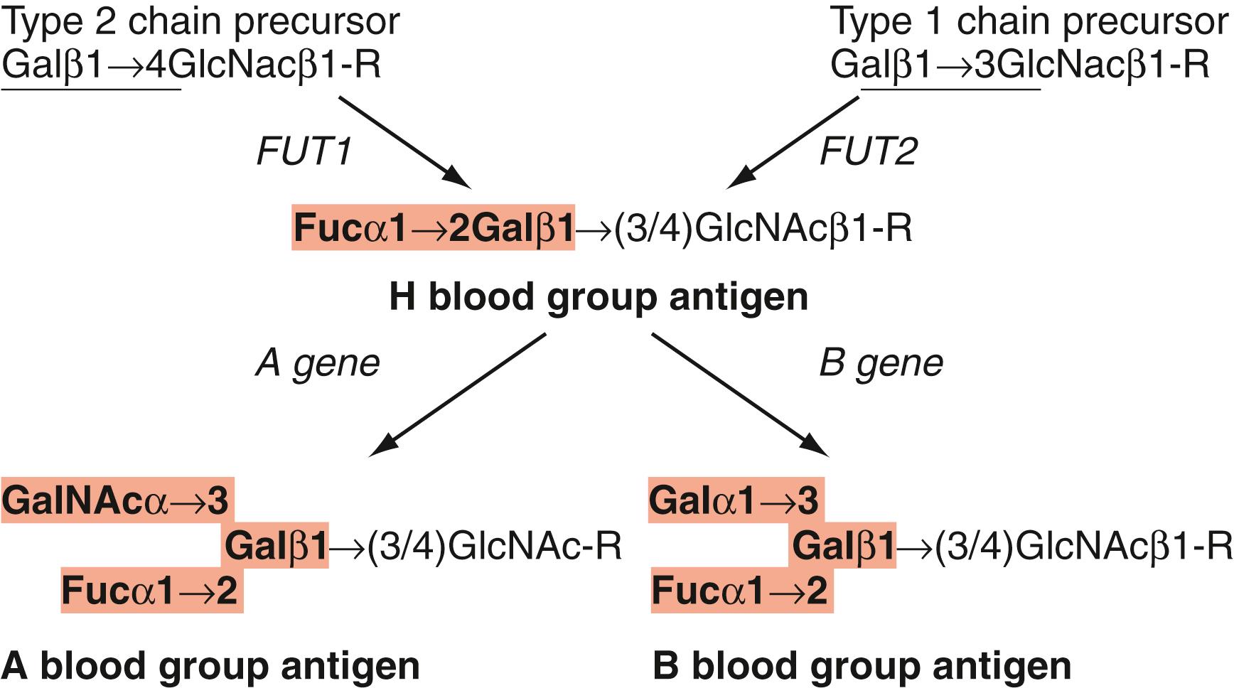 Figure 36.2, Synthesis of type 1 and type 2 chain H and AB antigens. Type 1 chain and type 2 chain precursors (underlined) are fucosylated by FUT1 and FUT2 fucosyltransferases to form H antigen. H antigen then serves as a substrate for A and B glycosyltransferases. The terminal carbohydrate epitopes denoting blood group H, A, and B antigens are highlighted in amber . Fuc, Fucose; Gal, galactose; GalNAc, N -acetylgalactosamine; R, other oligosaccharide.