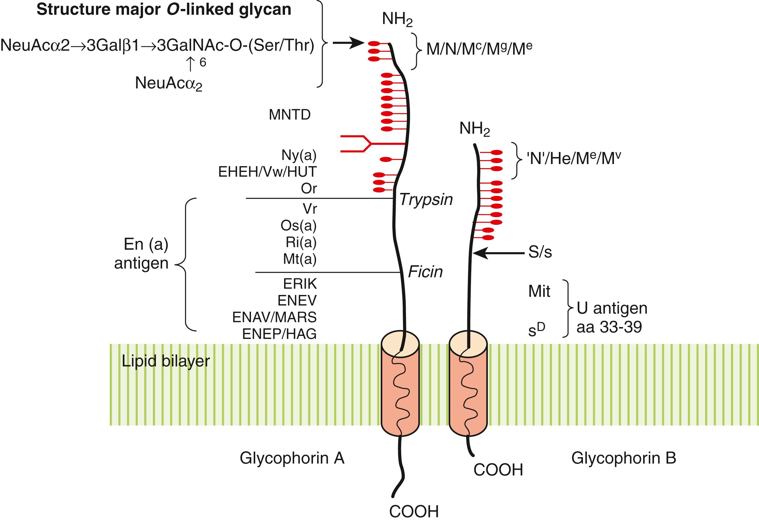 Figure 36.3, Glycophorin A (GYPA) and B (GYPB). GYPA and GYPB possess 11 to 15 O -linked glycans ( ), consisting predominantly of a disialotetrasaccharide (78%), along the amino-terminal half of the extracellular domain. GYPA also possesses a single biantennary N -glycan, indicated by a branched structure . The single transmembrane domain for both molecules is indicated by a solid amber cylinder . The allelic antigens, M and N, reside at the extreme amino-terminus of GYPA and differ by only two amino acids at residues 1 and 5. The N antigen is also present at the amino-terminus of GYPB and is designated “N” antigen. The S/s antigens are located at amino acid 29 of GYPB. The locations of high- and low-incidence antigens are shown. The En (a) and U antigens involve large stretches of protein near the lipid bilayer and are missing in deletion and recombinant glycophorins.