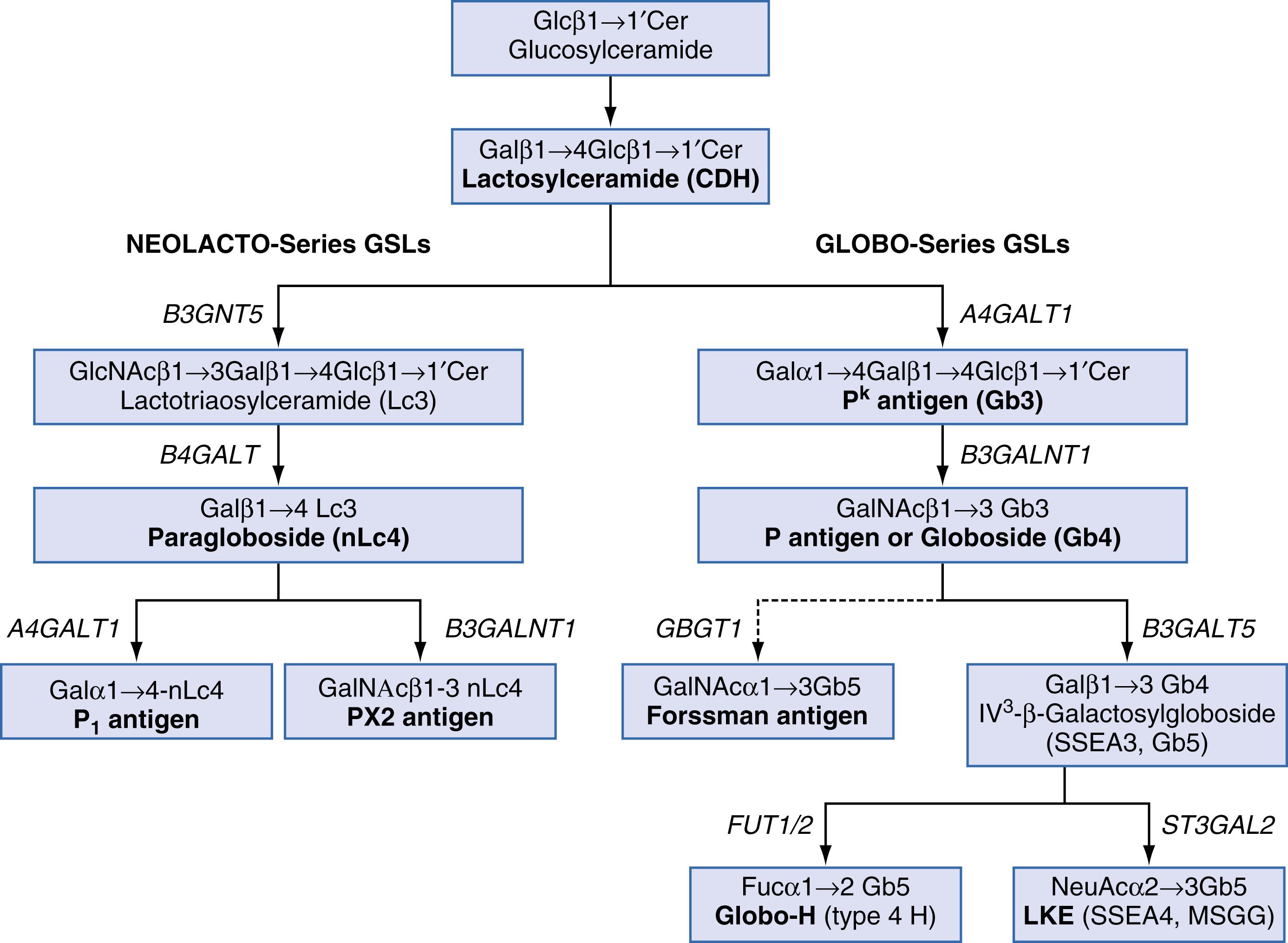 Figure 36.4, Synthesis of P blood group antigens. Cer, Ceramide; Gal, galactose; GalNAc, N -acetylgalactosamine; Glc, glucose; GlcNAc, N -acetylglucosamine; NeuAc, acetylneuraminic acid; SSEA, stage-specific embryonic antigen.