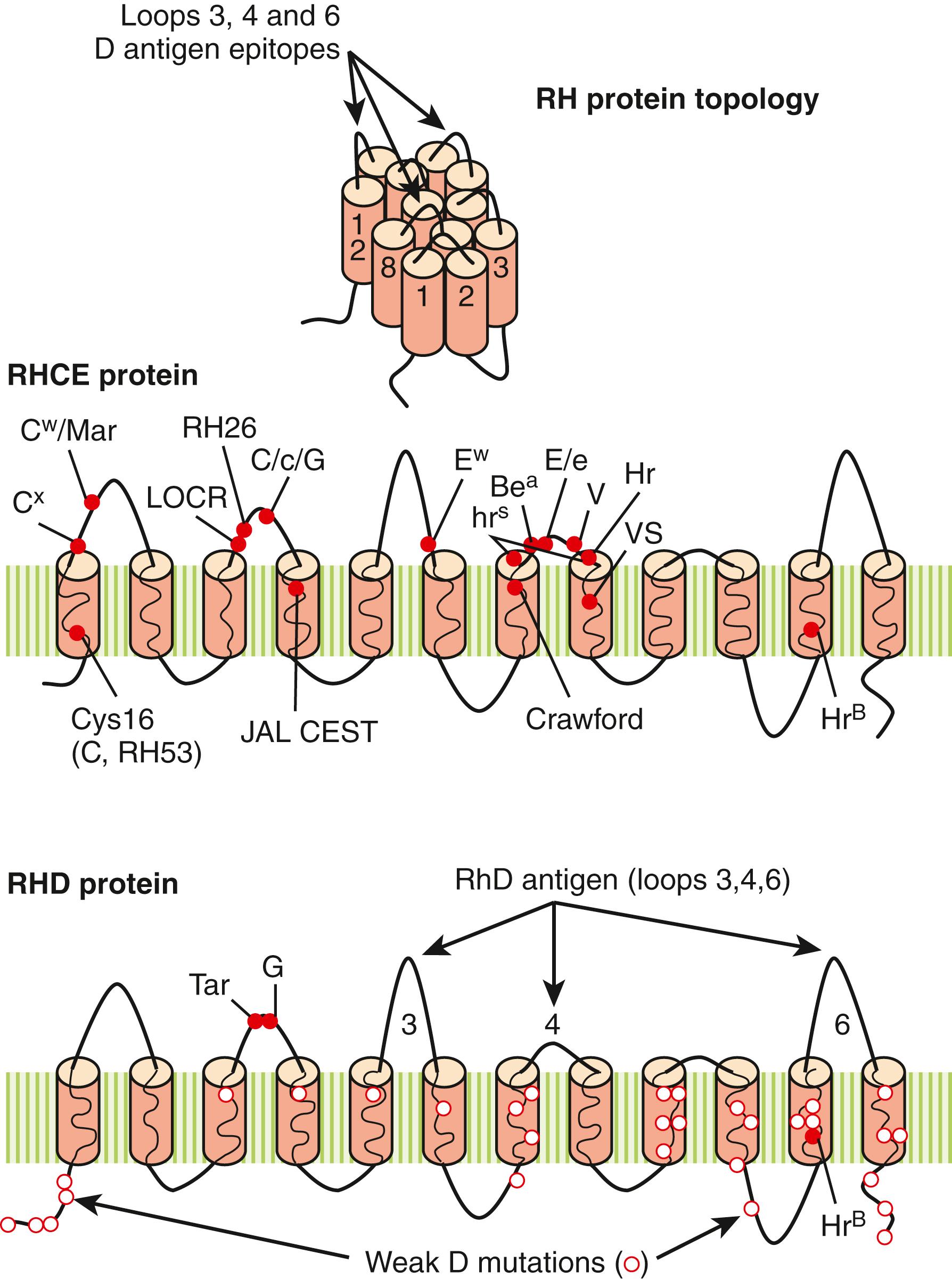 Figure 36.5, RH proteins. Both RHD and RHCE proteins are multipass proteins with 12 transmembrane domains, indicated by solid amber cylinders . The location of Rh antigens denoted by single–amino acid polymorphisms is denoted by red circles . The RhD epitope is a complex antigen involving structures on the third, fourth, and sixth extracellular loops. Missense mutations in RHD, leading to weak D expression, are indicated by open circles (o).