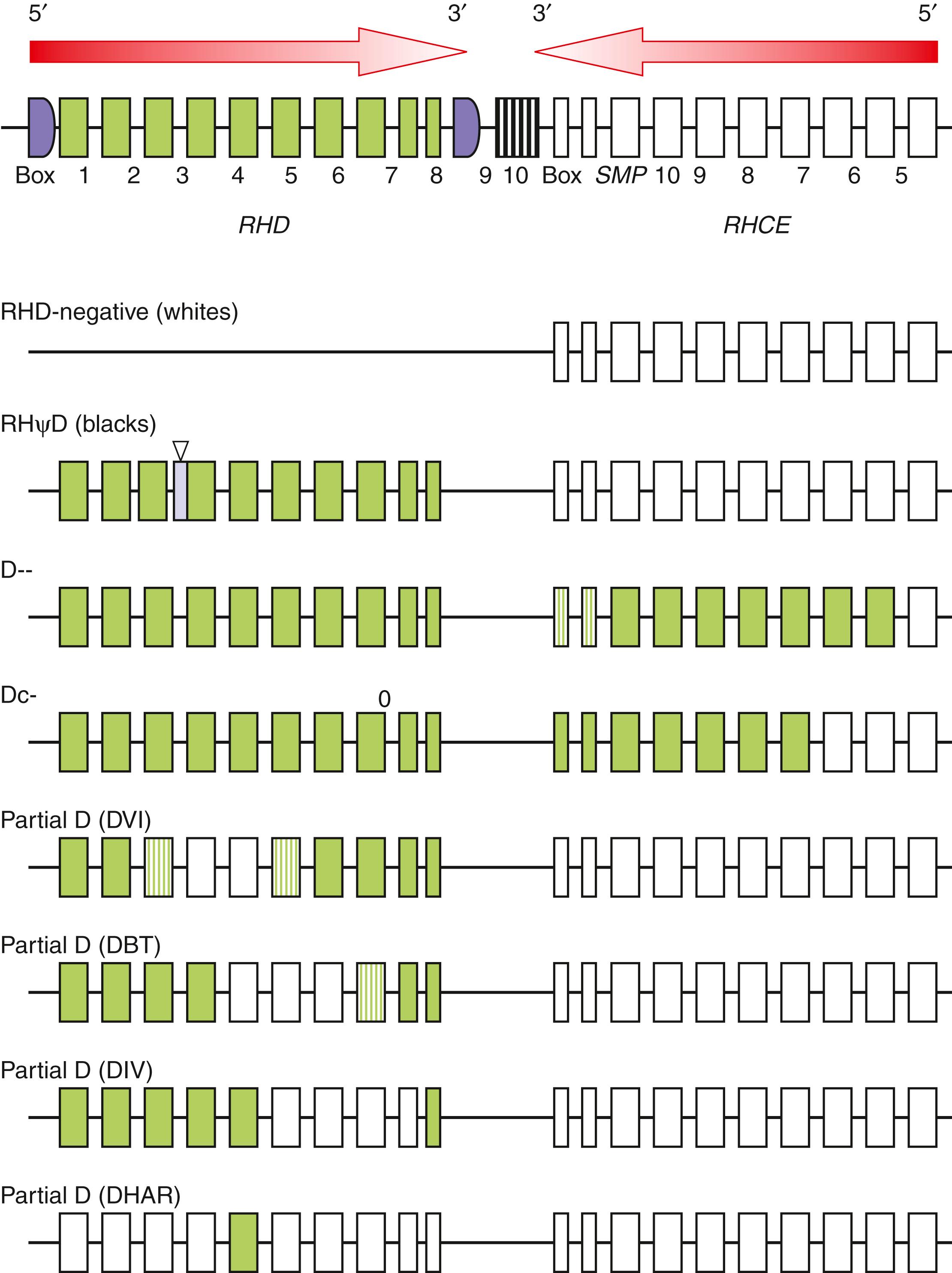 Figure 36.6, The Rh gene cluster. RHD and RHCE genes are closely situated and face each other at their 3′ ends. The RHD gene is also flanked by Rh boxes. SMP is an unrelated gene. RHD-negative phenotype can result from deletion of the RHD gene or, in blacks, a 37–base pair (bp) insertion leading to a frameshift (pseudogene). Also shown are examples of partial D and CE phenotypes that are the result of recombination between RHD and RHCE genes.