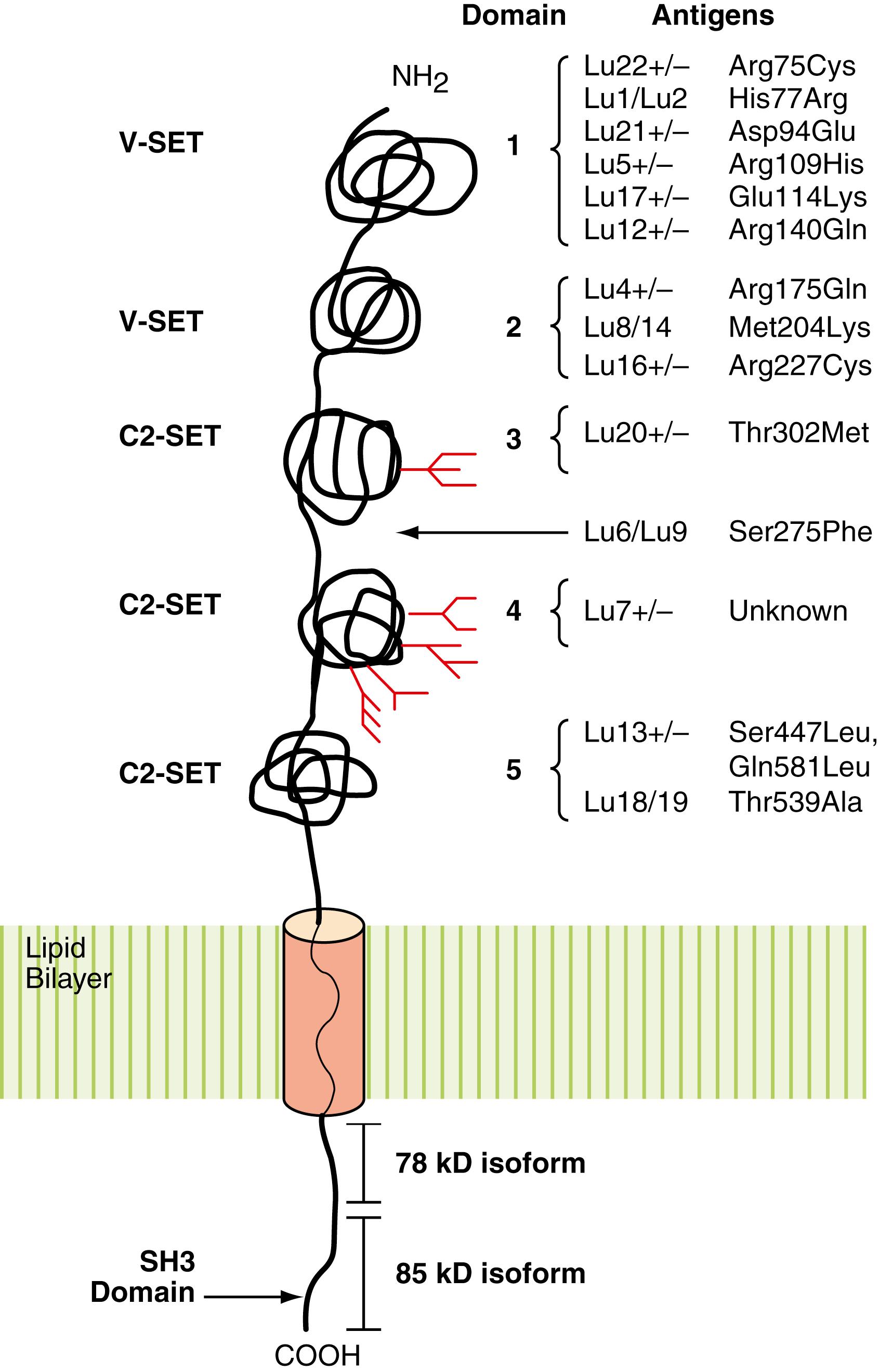 Figure 36.7, Lutheran glycoprotein. The Lutheran antigens reside on one of five immunoglobulin domains (V, C2-like). The transmembrane domain is indicated by a solid amber cylinder . The length of the cytoplasmic domain can vary from 19 amino acids (78-kD isoform) to 59 amino acids (85-kD isoform). The latter also possesses a consensus-binding motif for Src protein (SH3 domain).