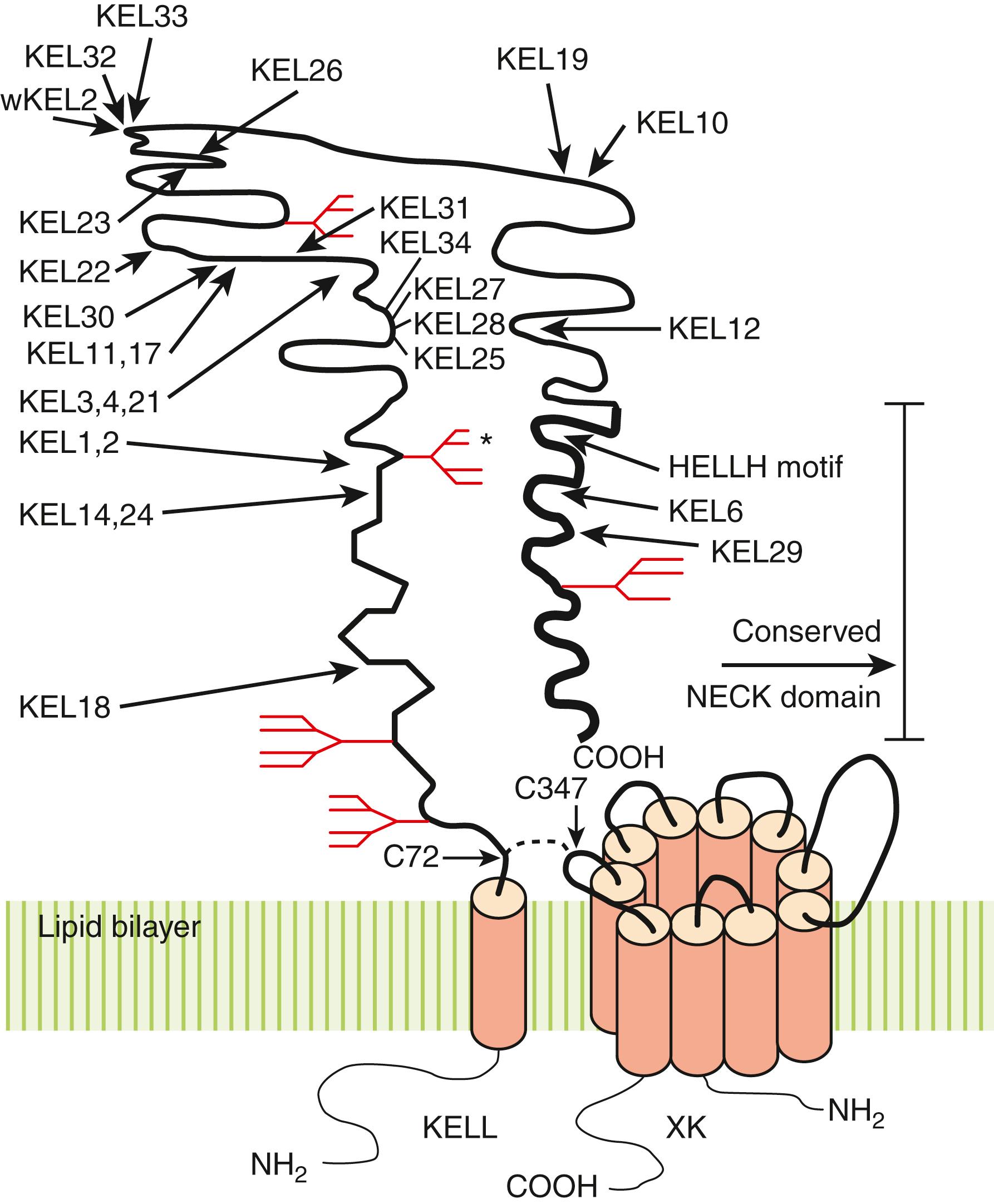 Figure 36.8, Diagram of KELL and XK protein. KELL is covalently linked to the XK protein by a disulfide bond (- - - -) through Cys72 of Kell and Cys347 of XK. The sites of different Kell antigens are indicated by solid lines . The highlighted area at the carboxy-terminus of KELL represents the domain sharing the most homology to other NECK family proteins (NEP-24.11, ECE-1, PEX). The zinc-binding motif (HELLH) is a consensus sequence shared by zinc-dependent metalloproteinases. The transmembrane domains of KELL and XK protein are indicated by solid amber cylinders . The N -glycosylation sites are indicated by branched structures . The N -glycosylation site marked by an asterisk is not present in individuals of the KEL1-positive phenotype.