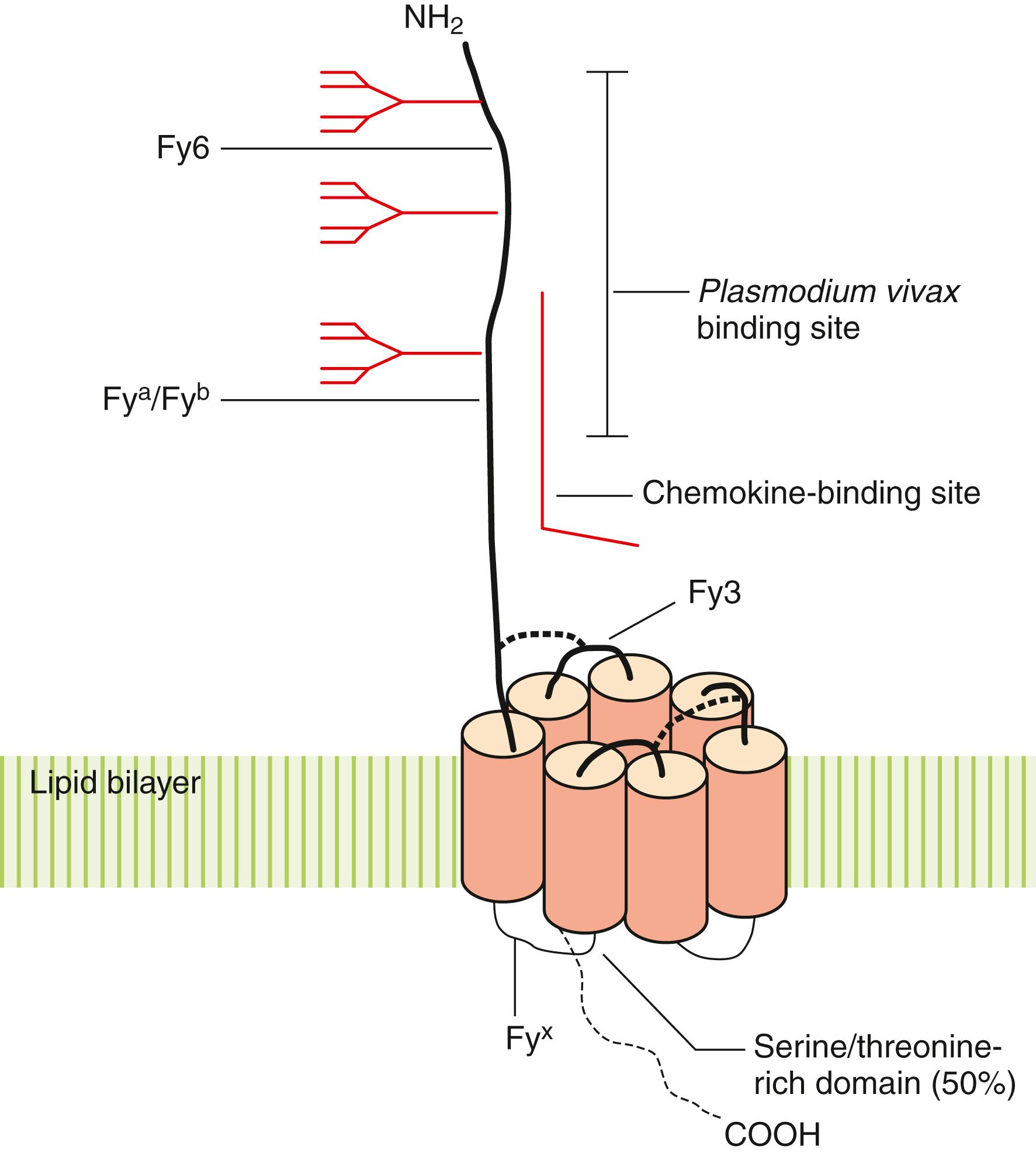 Figure 36.10, Duffy glycoprotein or Duffy antigen receptor for chemokine molecule (DARC). DARC contains a 62 amino acid, extracellular amino-terminal domain and seven transmembrane domains, indicated by solid amber cylinders . A disulfide bond exists between the amino-terminal domain and the third extracellular loop. A second disulfide bond exists between the first and second extracellular loops. Three N -glycosylation sites are indicated by branched structures. The sites of the Fy3, Fy6, and Fy a /Fy b antigens are shown where indicated. The binding site for Plasmodium vivax exists between amino acids 8 and 44 and includes the Fy6 and Fy a /Fy b antigens. The chemokine-binding site lies in a cleft between the amino-terminal domain and the third extracellular loop. The mutation leading to the Fy x phenotype, characterized by weak Fy b expression, is present in the first cytoplasmic loop.