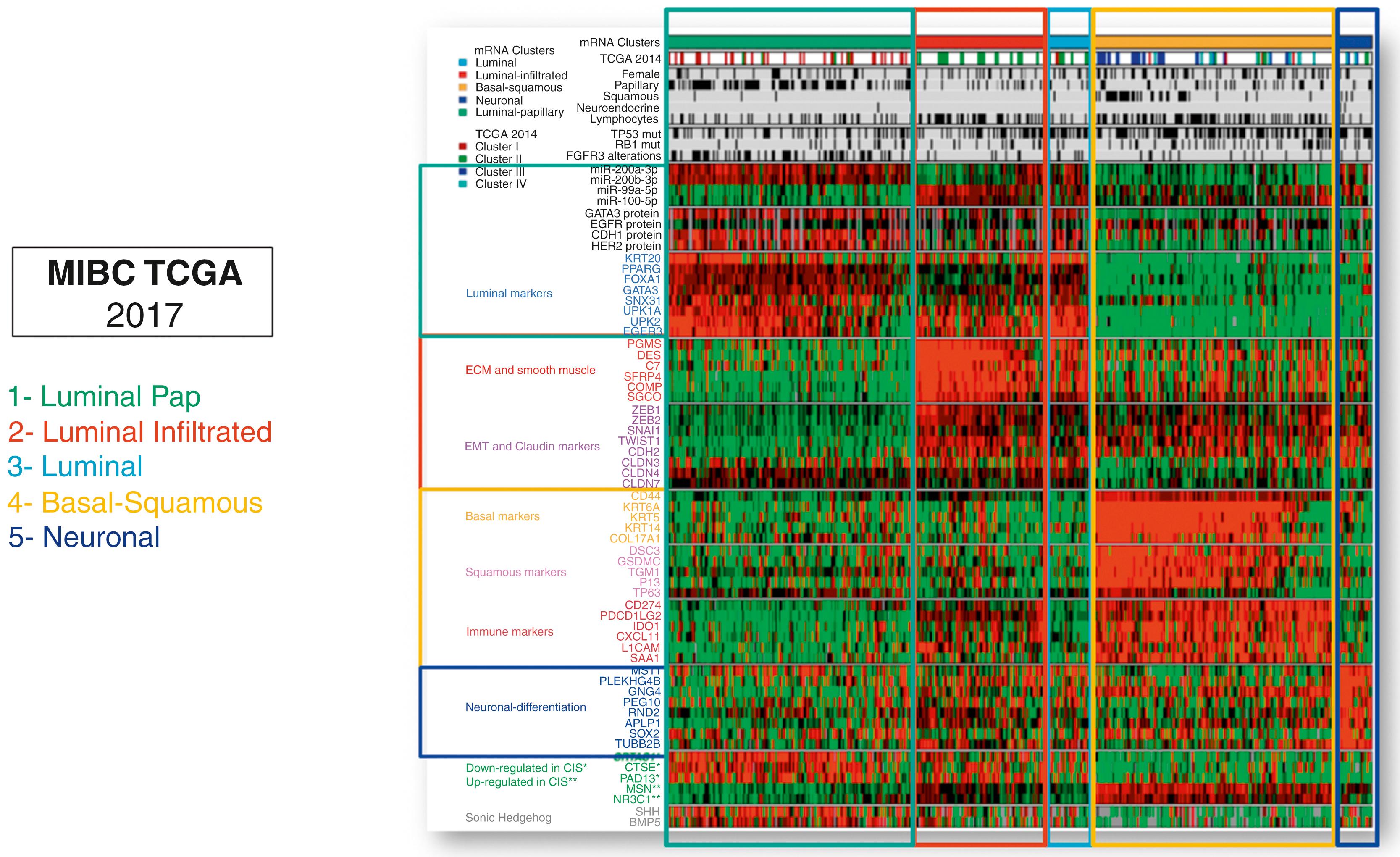 Fig. 17.14, Five mRNA expression subtypes (clusters) are indicated in first row: luminal-papillary, luminal-infiltrated, luminal, basal-squamous, and neuronal. Subsequent rows indicate corresponding 2014 TCGA subtypes; selected clinical covariates and key genetic alterations; normalized expression for miRNAs and proteins; and mRNA expression for selected genes.