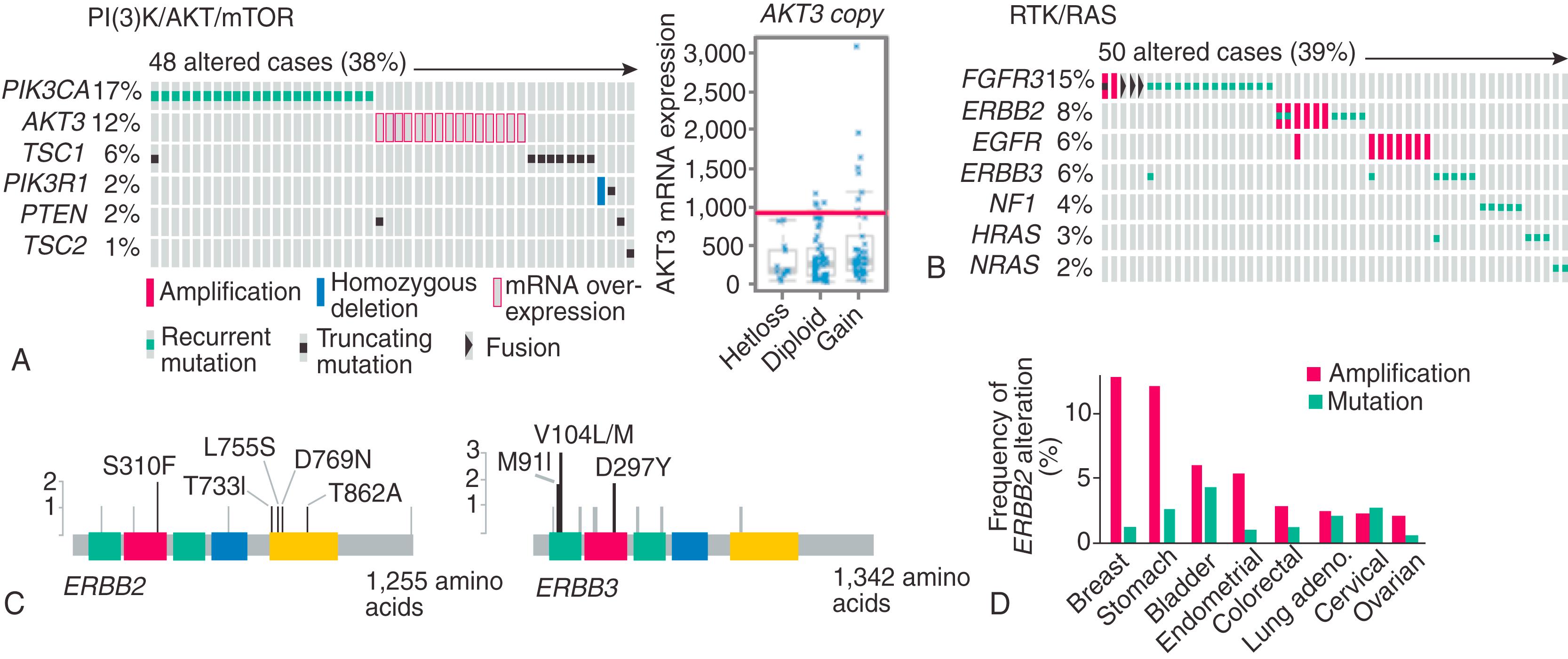 Fig. 17.17, Targets of therapy suggested by TCGA study in bladder cancer. (A) Mutually exclusive alterations in the PI3K/AKT/mTOR pathway are shown. AKT3 over-expression is found in 10% of samples, independent of copy number (right panel) . (B) Alterations in receptor tyrosine kinases (amplification, mutation, or fusion) are found in 45% of tumors. (C) Recurrent mutations in ERBB2 and ERBB3 . The mutations shown in black are either recurrent in the TCGA data set or reported in COSMIC. (D) ERBB2 amplification and recurrent mutations in other cancers profiled by TCGA. Hetloss, Heterozygous loss.