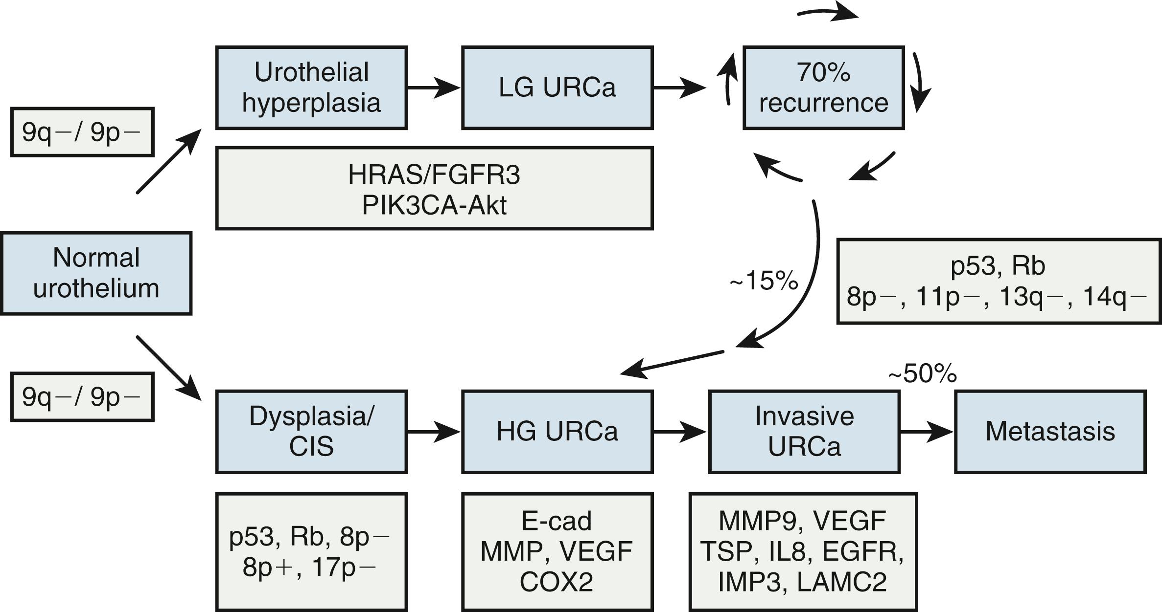 Fig. 17.8, Divergent molecular pathways of oncogenesis in non–muscle-invasive and muscle-invasive urothelial carcinoma (UC) of the urinary bladder. Genetic alterations are depicted in key stages of disease progression. CIS , Carcinoma in situ; COX2 , cyclooxygenase 2; E-cad , E-cadherin; EGFR , epithelial growth factor receptor; HG UC , noninvasive high-grade UC; IL8 , interleukin 8; LG UC , noninvasive low-grade UC; MMP , matrix metalloproteinase; Rb , retinoblastoma; VEGF , vascular endothelial growth factor.