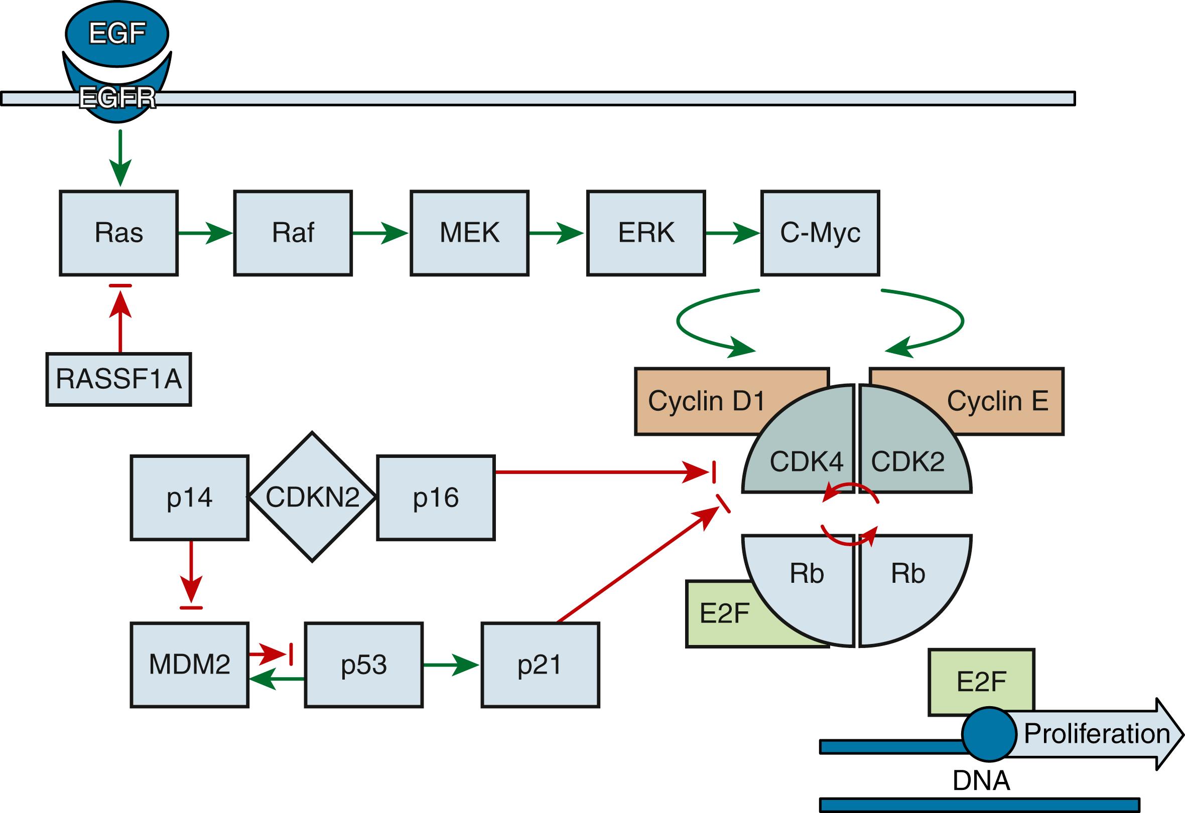 Fig. 17.9, Receptor tyrosine kinases (EGFR/Ras/Mek/ERK) and cell-cycle regulators (p14, p16, p53, p21, cyclins D1 and E, and Rb) pathways in urothelial carcinoma. Green and red arrows represent stimulation and inhibition, respectively.