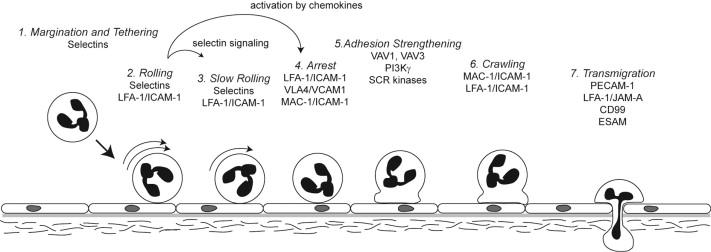 Figure 83.4, Diagram depicting the stereotypical events involved in neutrophil diapedesis at a site of inflammation. Activated endothelial cells display upregulated adhesion molecules and bound chemoattractants (e.g., CXC chemokines) that initially induce neutrophil tethering and rolling mediated primarily by interactions between selectins and their ligands (see Table 83.3 ). This stimulates inside-out signaling events that facilitate the engagement of neutrophil integrins (especially β 2 integrins) with upregulated immunoglobulin superfamily adhesion molecules on endothelial cells (e.g., intercellular adhesion molecule-1, ICAM-1) and result in slow rolling and arrest. Outside-in signaling events strengthen the adhesive interactions by modulating the affinity of the integrins, and facilitate lateral migration toward the inflammatory stimulus. Specialized adhesion molecules at the endothelial cell junctions (e.g., junctional adhesion molecule-1, JAM-1; platelet endothelial cell adhesion molecule-1, PECAM; CD99; endothelial cell-selective adhesion molecule, ESAM) mediate endothelial transmigration. Once through the endothelial barrier, additional leukocyte adhesion molecules (especially β 2 integrins) mediate migration into the extracellular space by engagement of ligands on extracellular matrix (e.g., fibronectin and collagen). The depicted abbreviated adhesion molecules are defined in Table 83.3 .